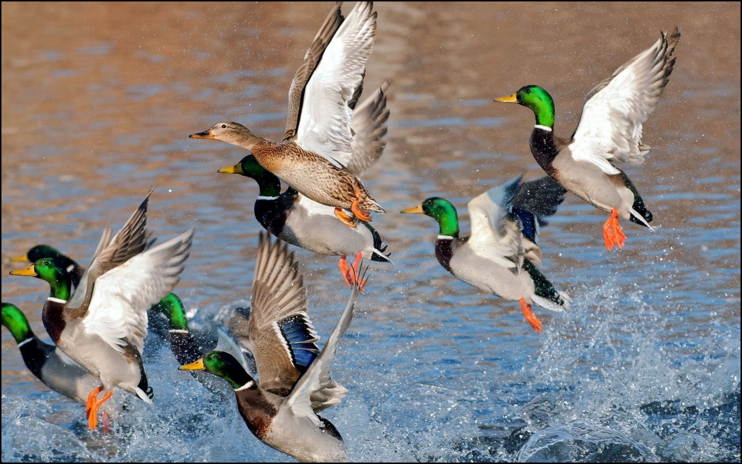 Drake Waterfowl Wallpapers