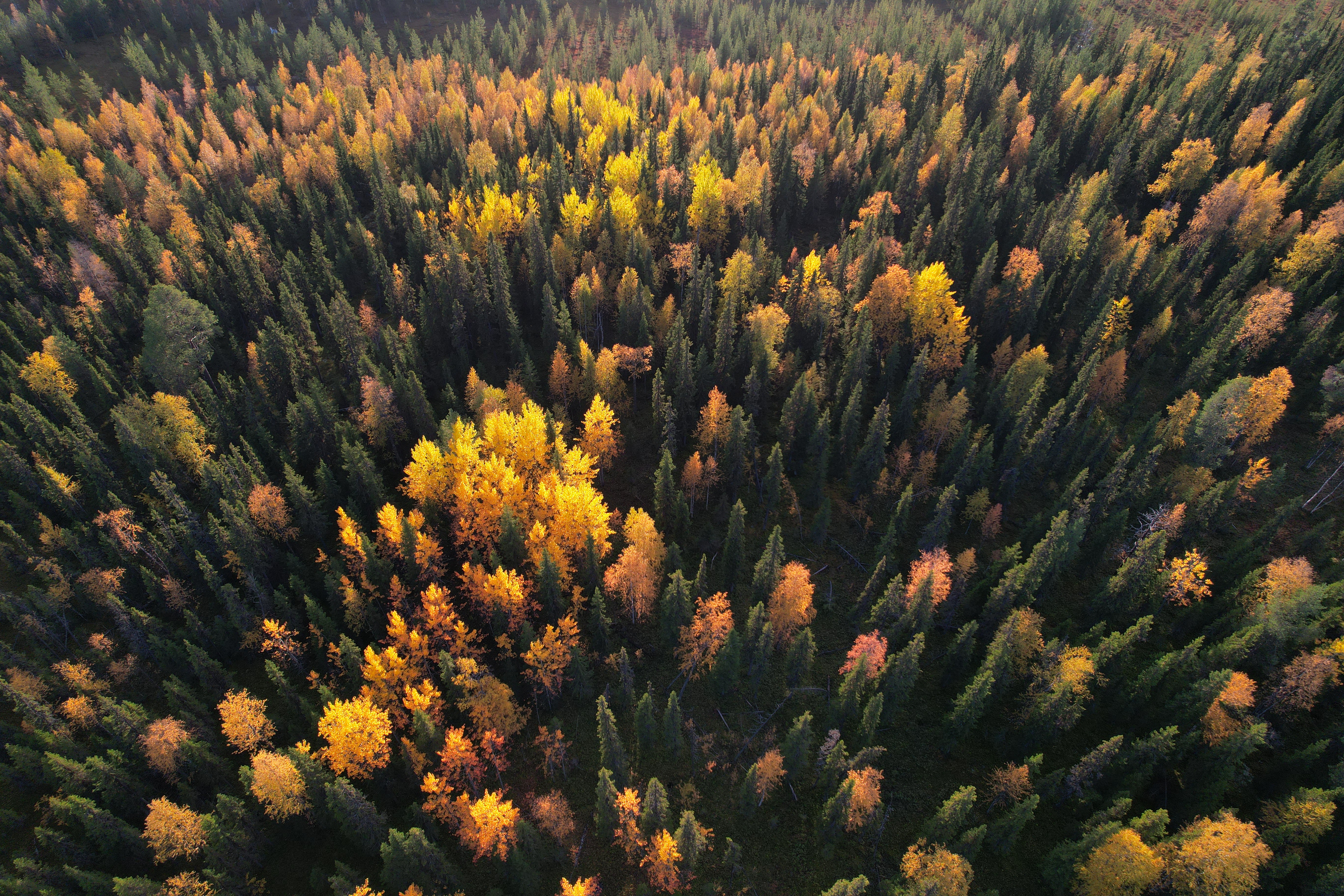 Drone Forest Wallpapers