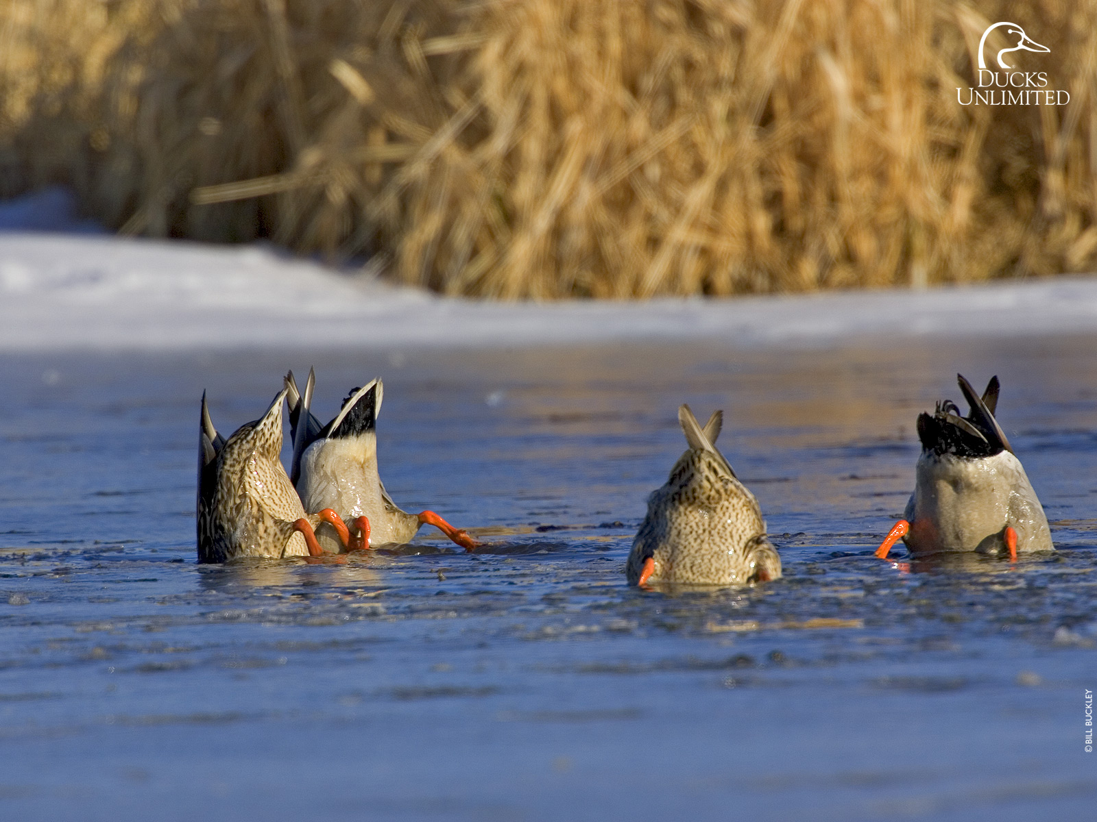 Duck Desktop Wallpapers