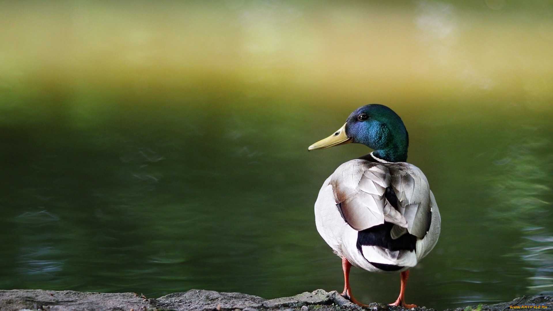 Duck Desktop Wallpapers