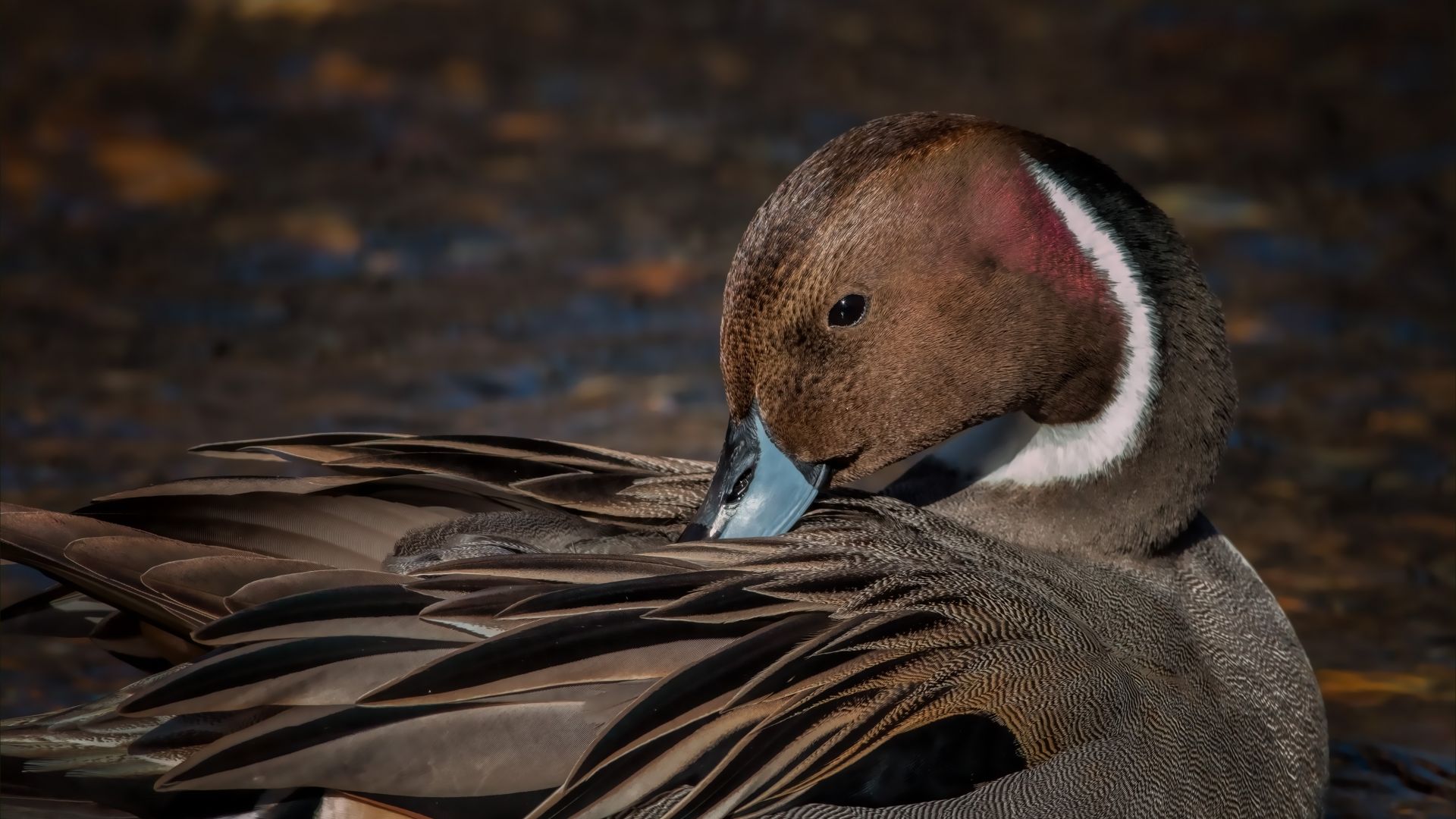 Duck Desktop Wallpapers