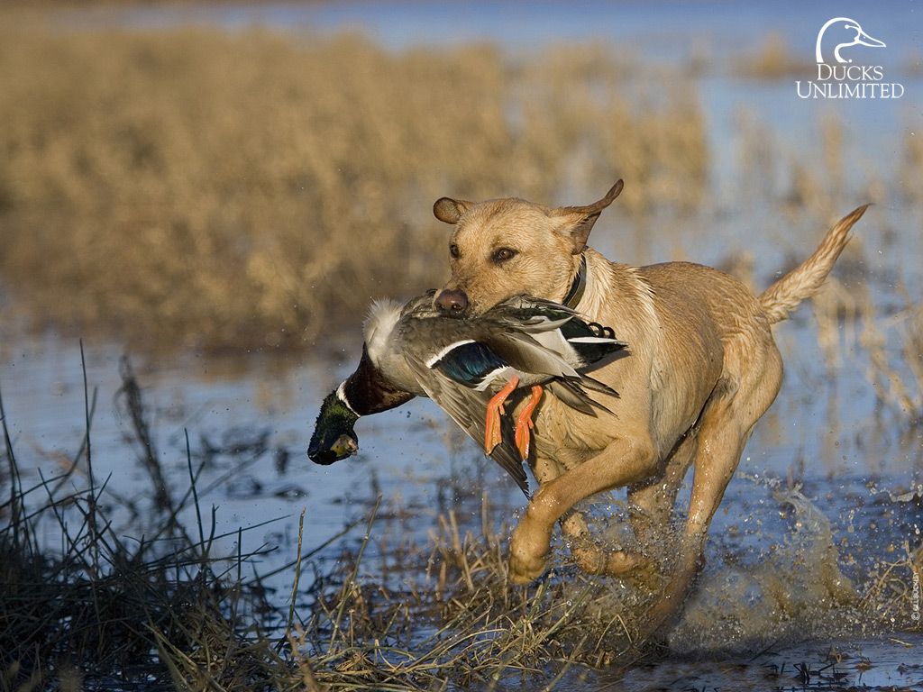 Duck Hunting Dog Wallpapers