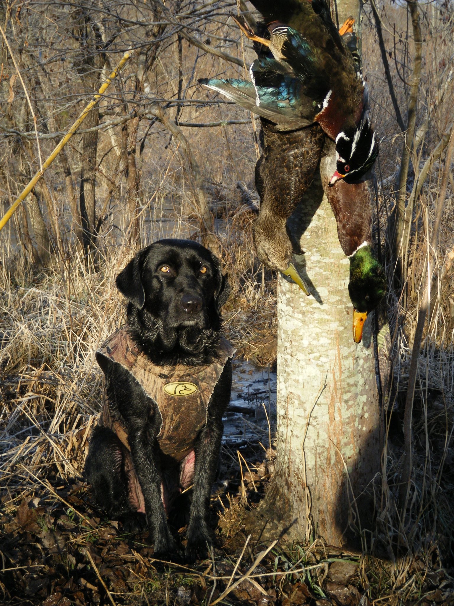 Duck Hunting Dog Wallpapers