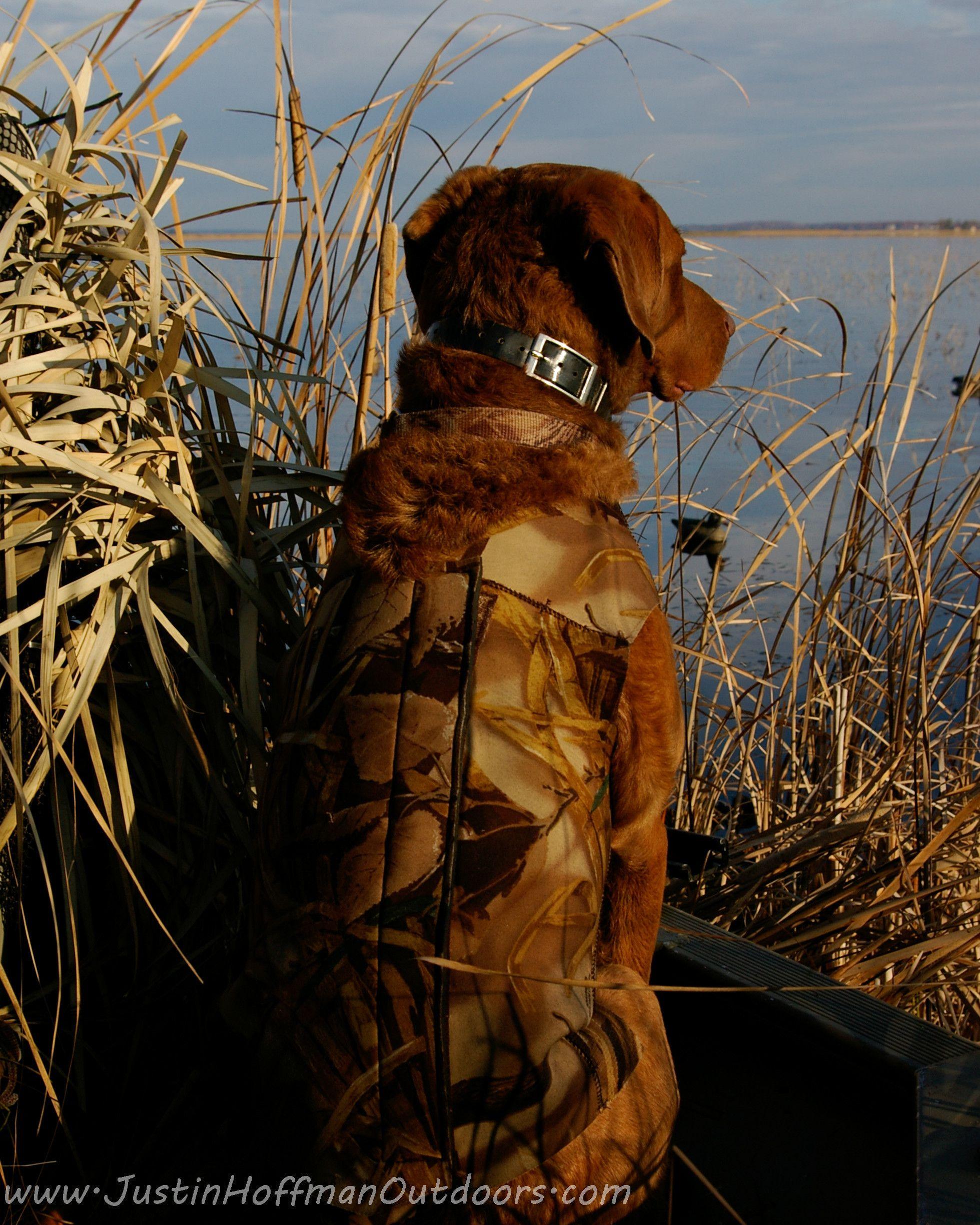 Duck Hunting Dog Wallpapers