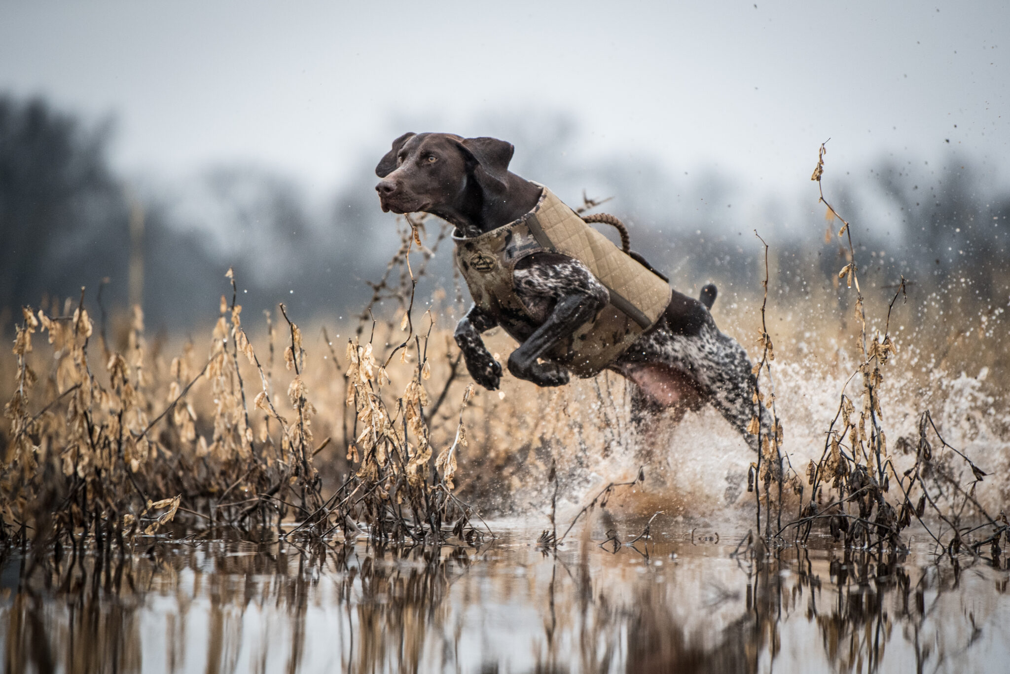 Duck Hunting Dog Wallpapers