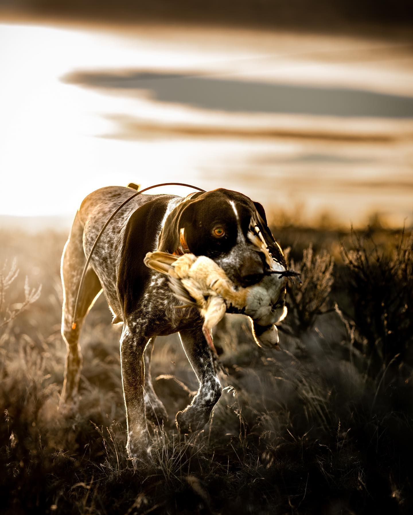 Duck Hunting Dog Wallpapers