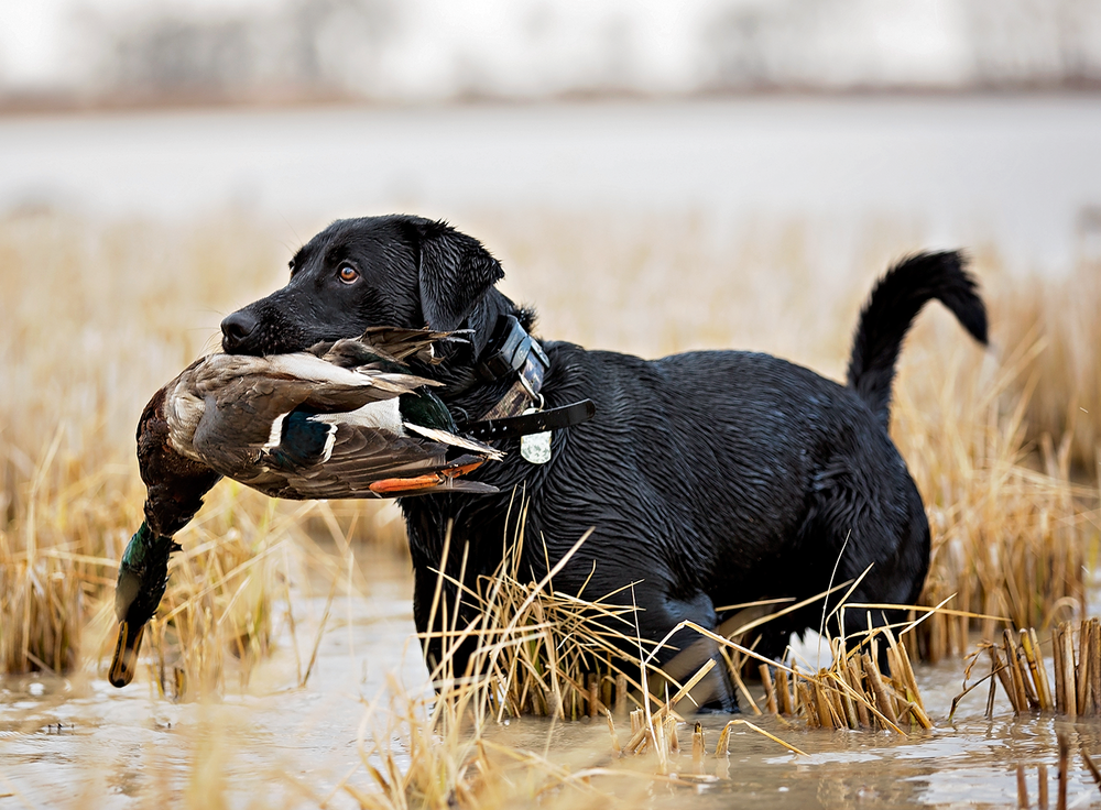 Duck Hunting Dog Wallpapers