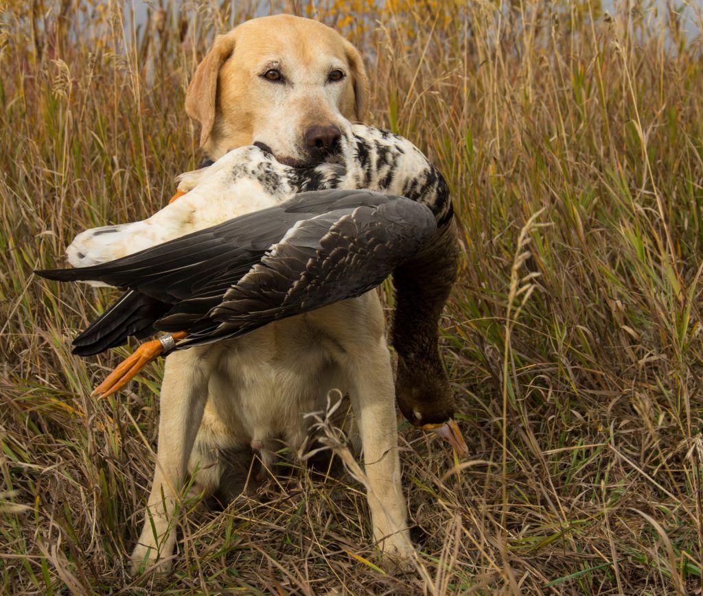 Duck Hunting Dog Wallpapers