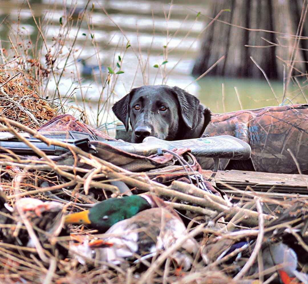 Duck Hunting Dog Wallpapers