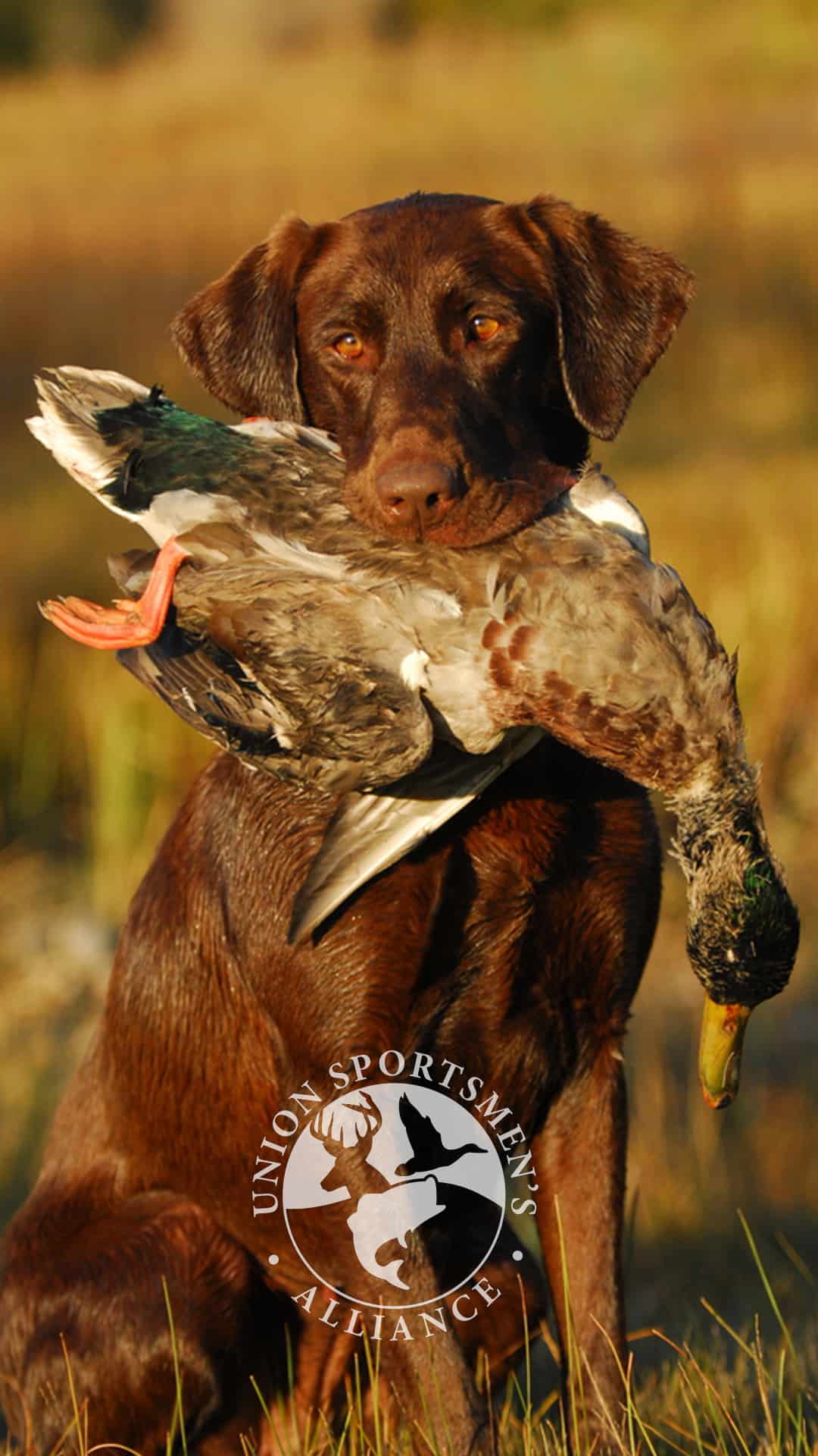 Duck Hunting Wallpapers