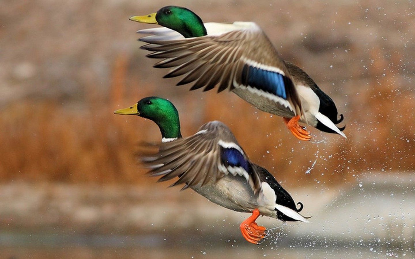 Duck Hunting Wallpapers