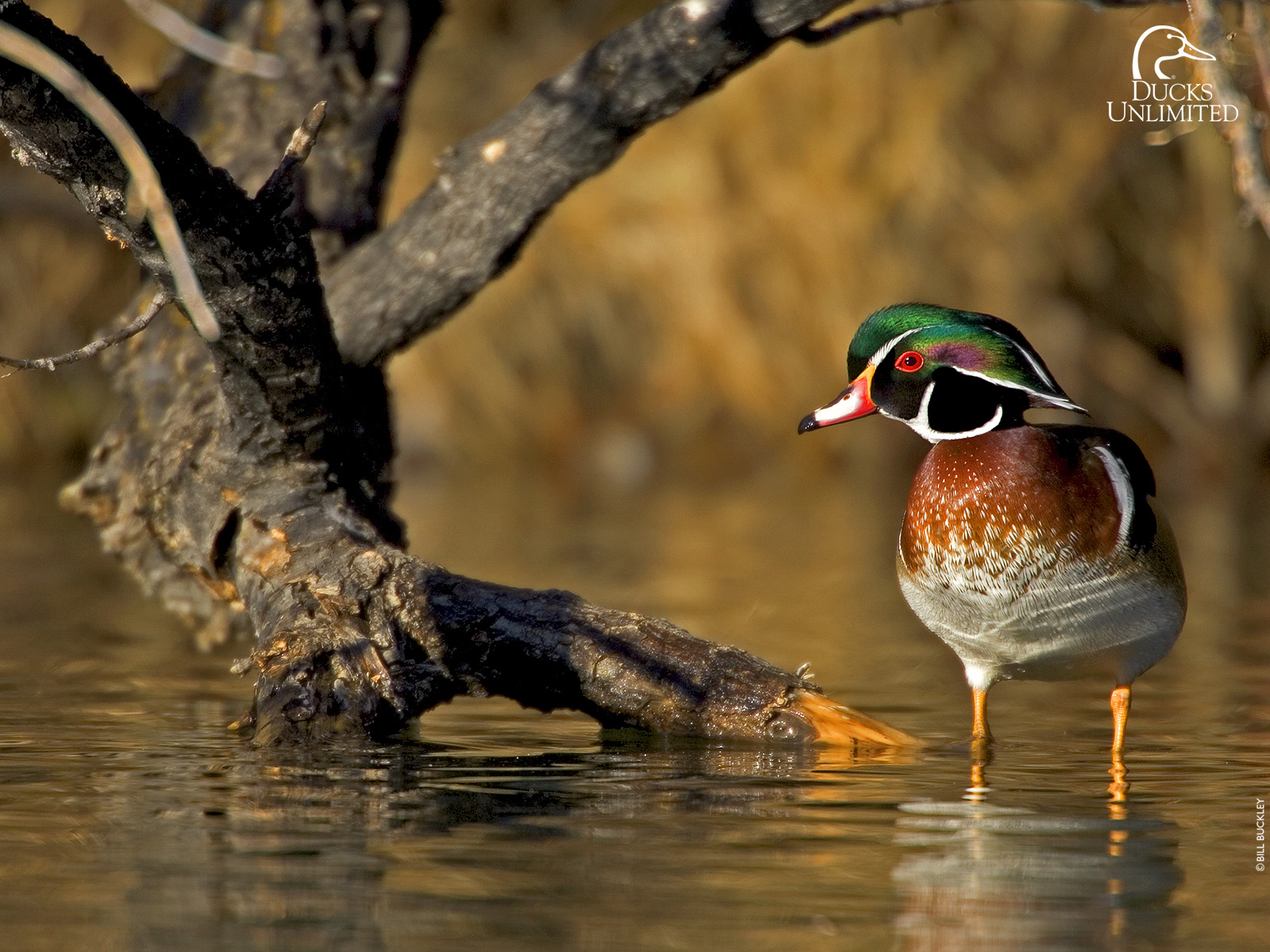 Duck Hunting Wallpapers