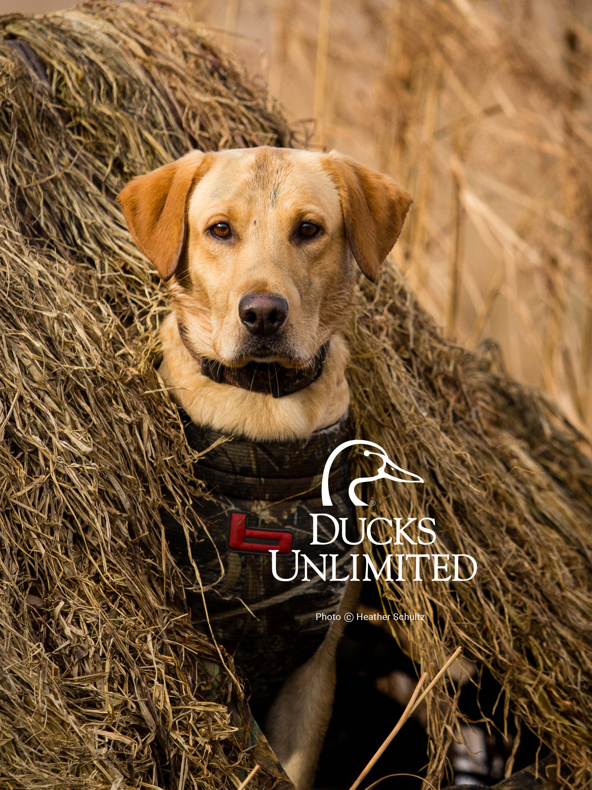 Ducks Unlimited Wallpapers