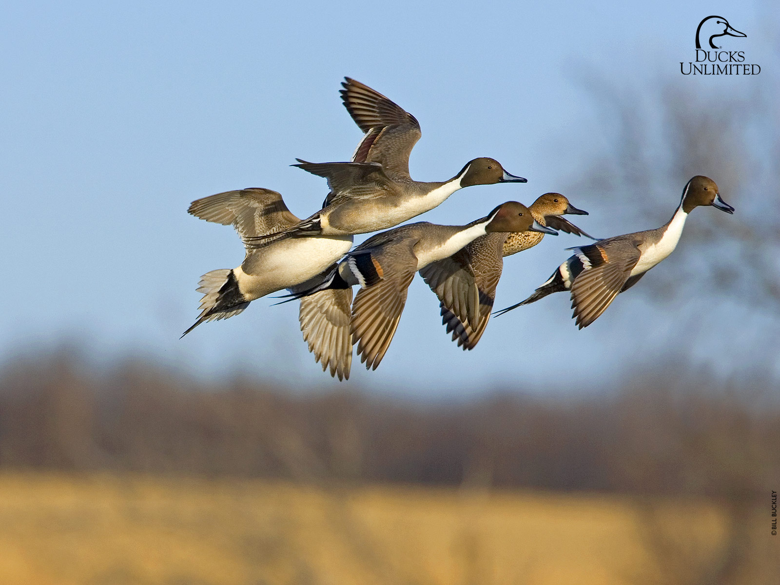 Ducks Unlimited Wallpapers