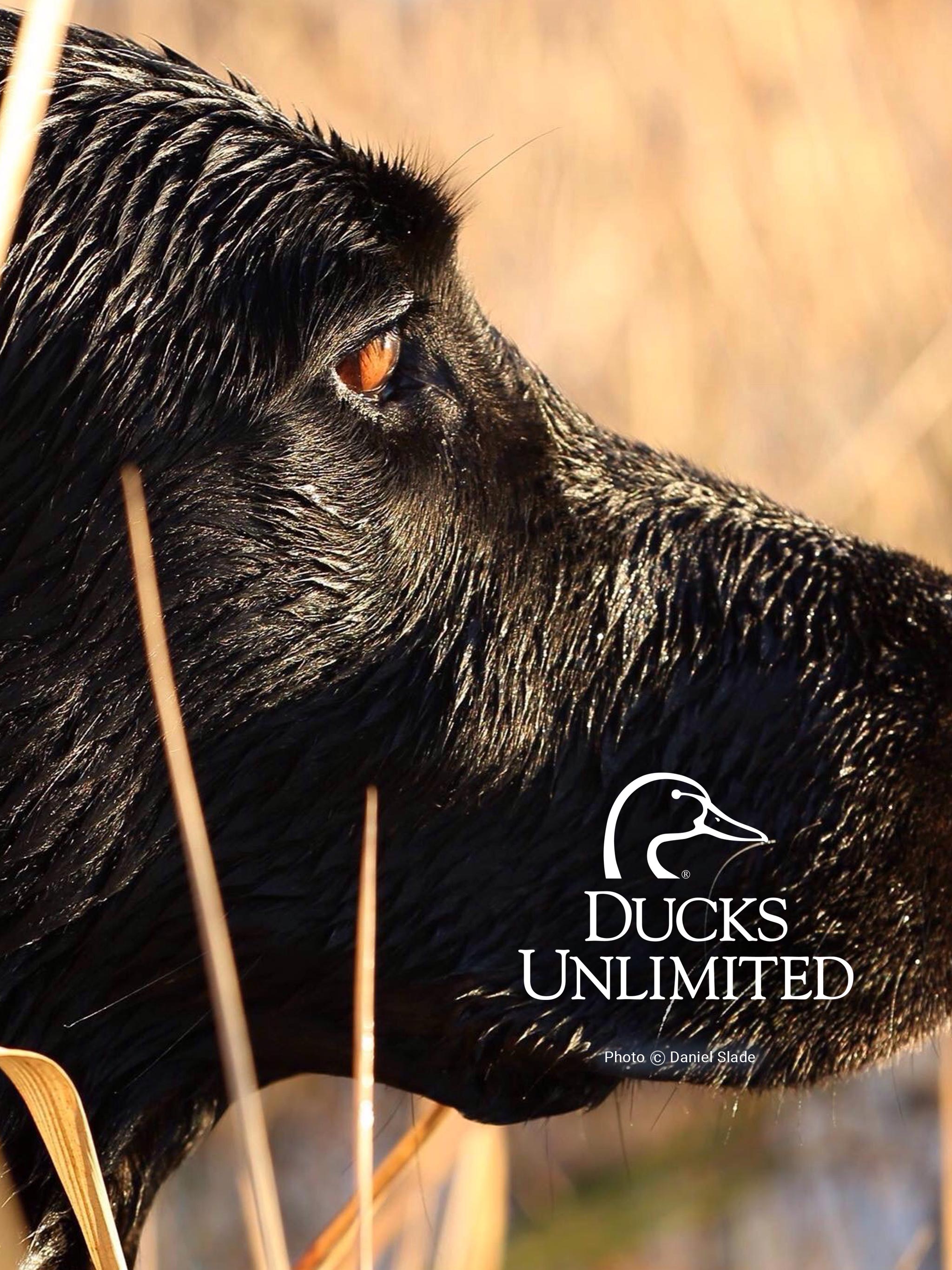 Ducks Unlimited Wallpapers