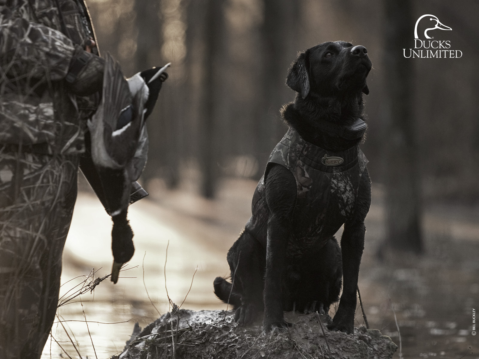 Ducks Unlimited Wallpapers