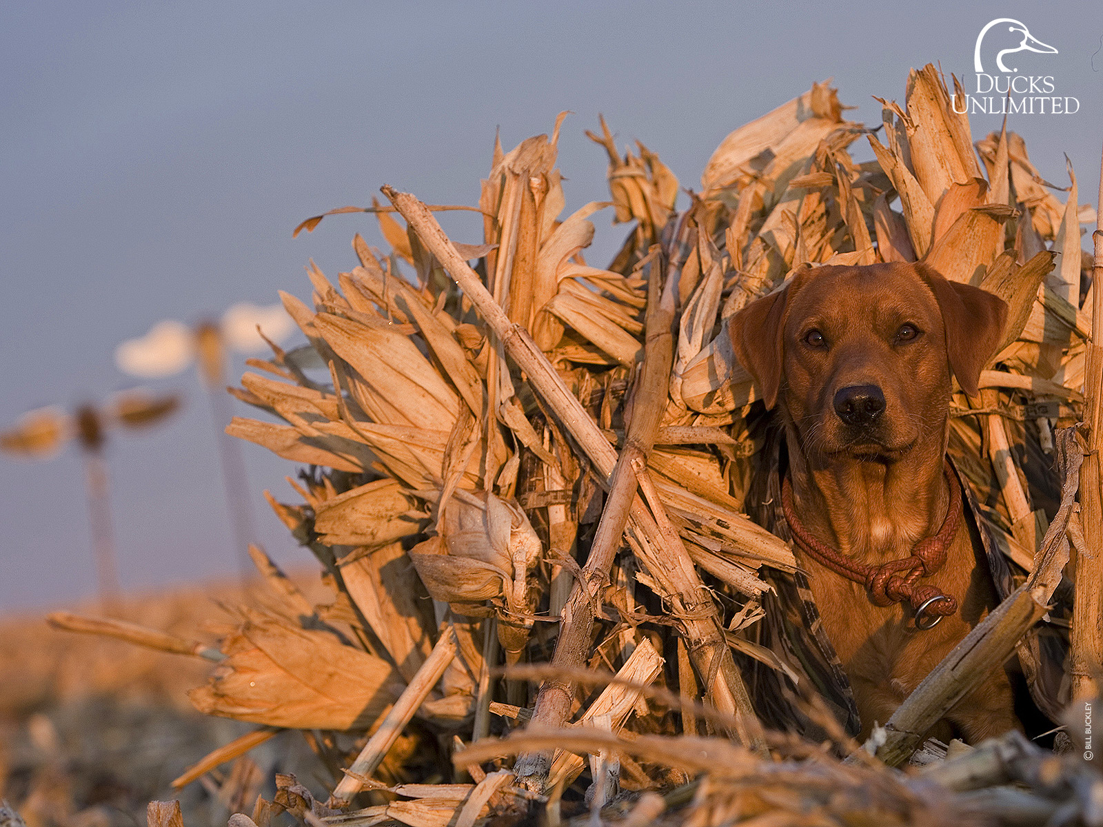 Ducks Unlimited Wallpapers