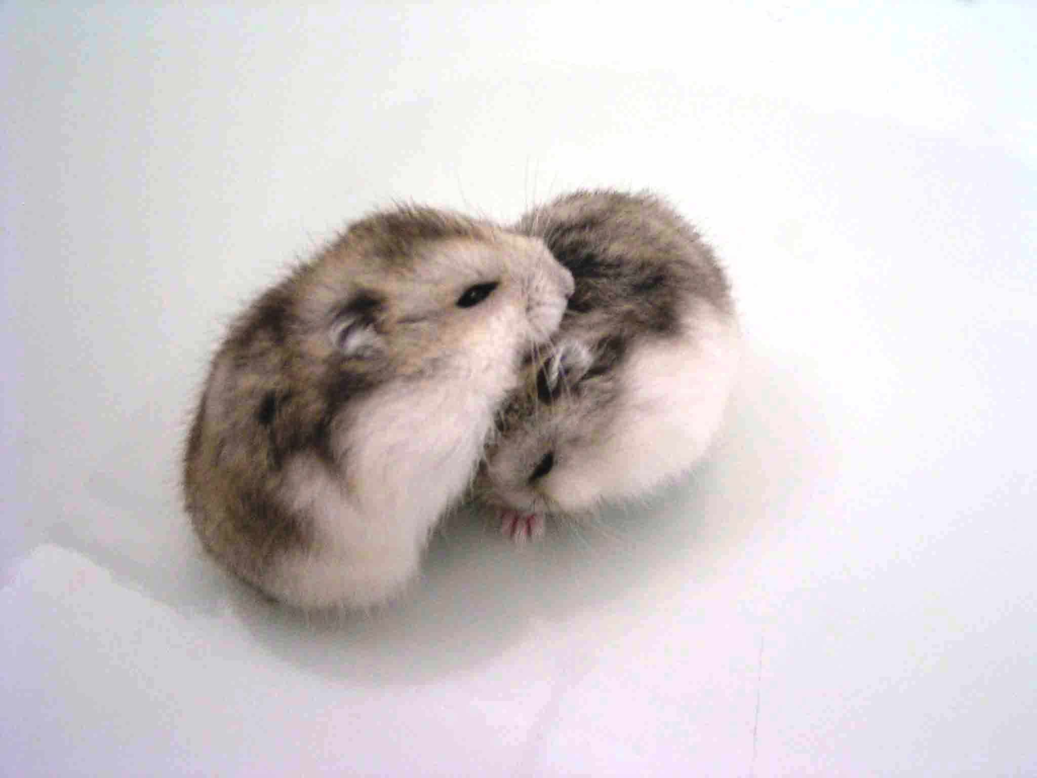 Dwarf Hamster Images Wallpapers