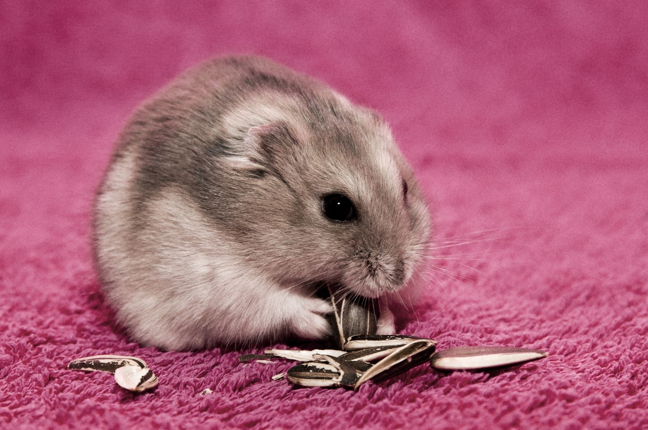 Dwarf Hamster Images Wallpapers