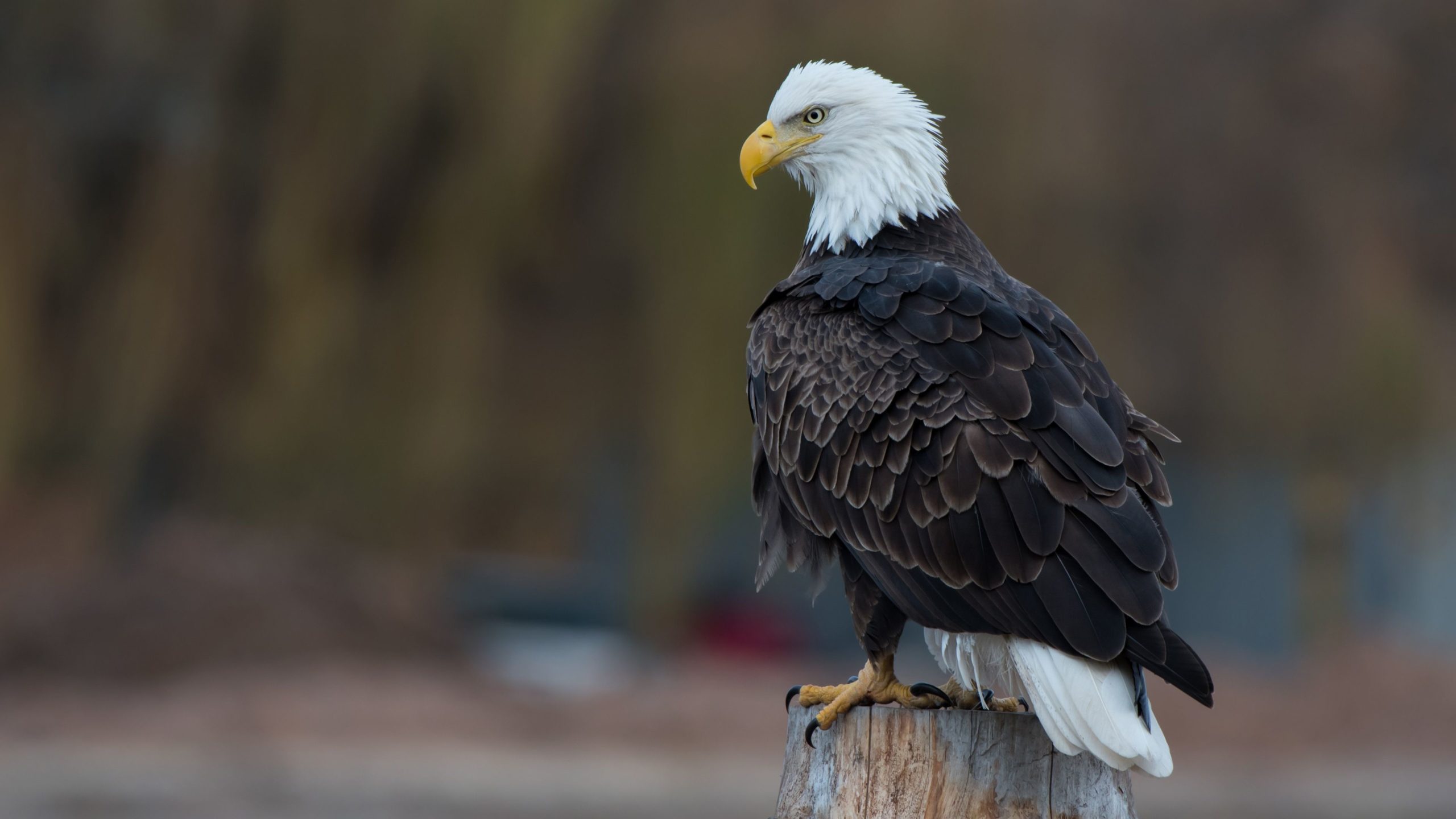 Eagle Desktop Wallpapers