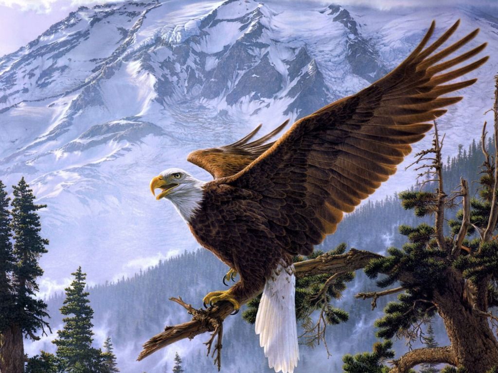 Eagle Desktop Wallpapers