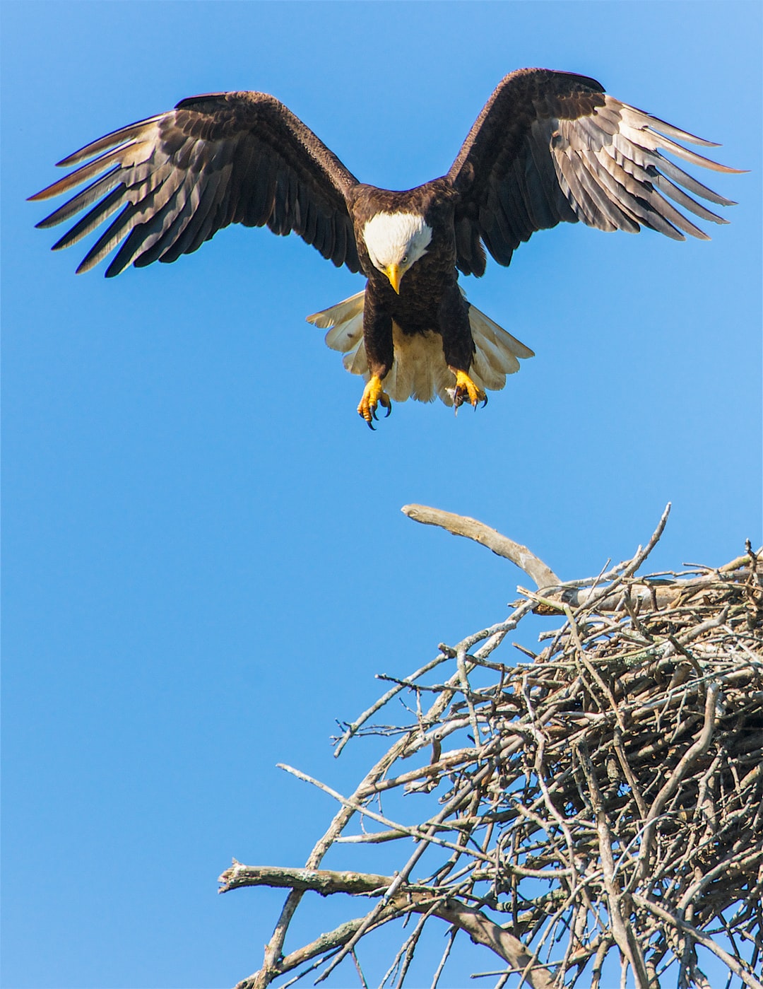 Eagle Desktop Wallpapers