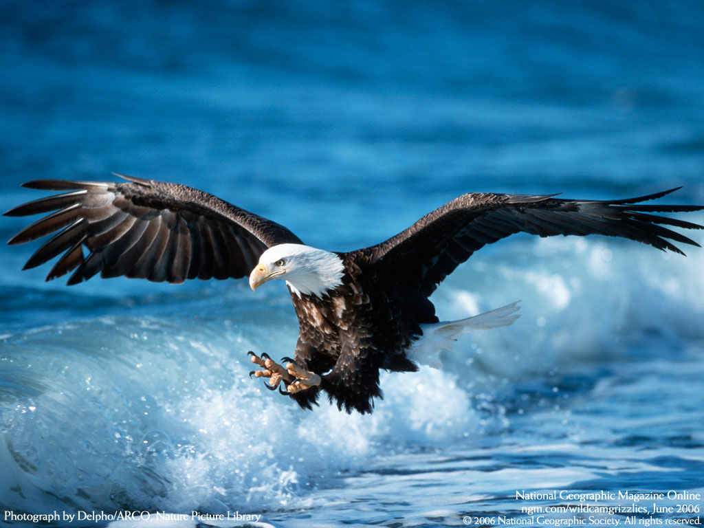 Eagle Desktop Wallpapers