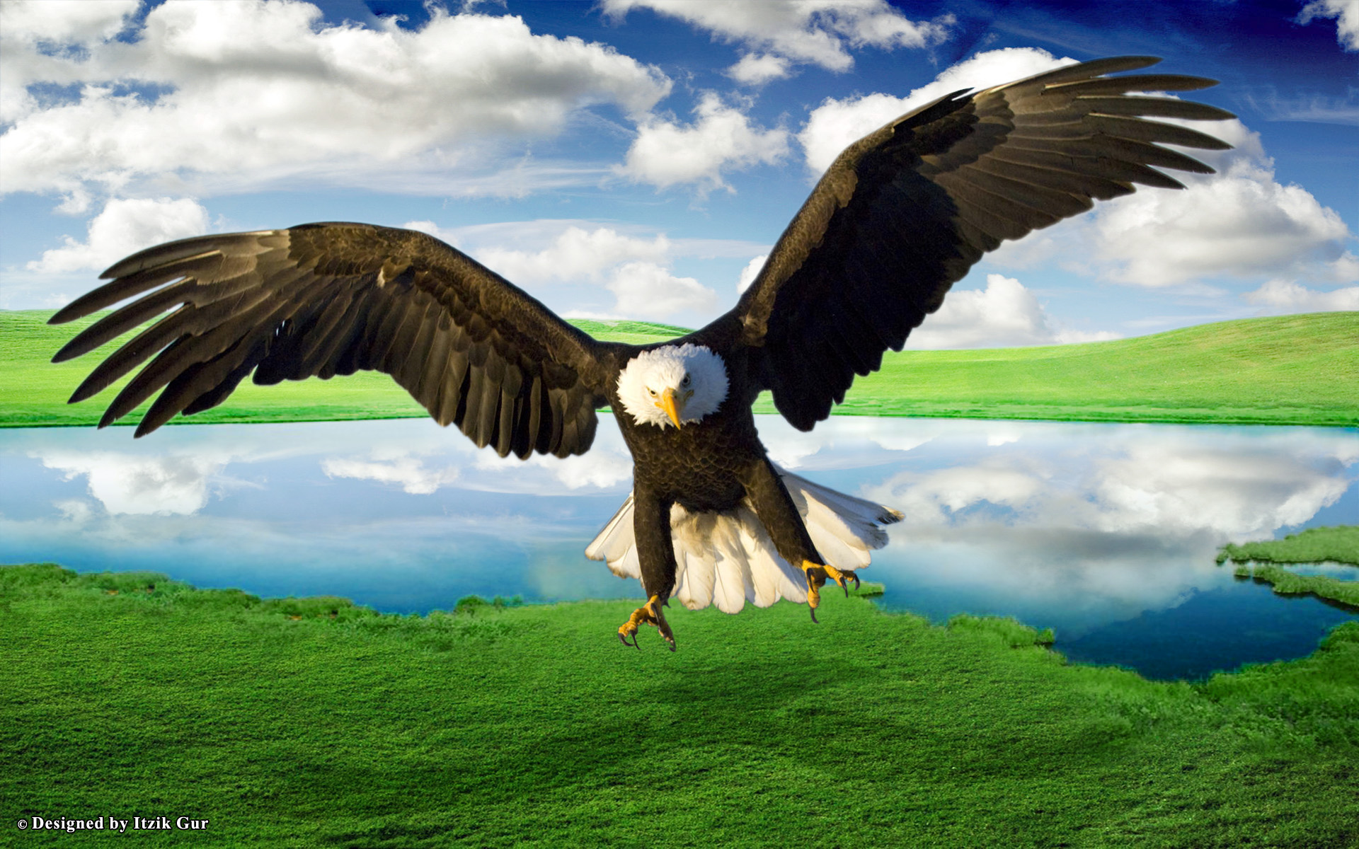 Eagle Desktop Wallpapers