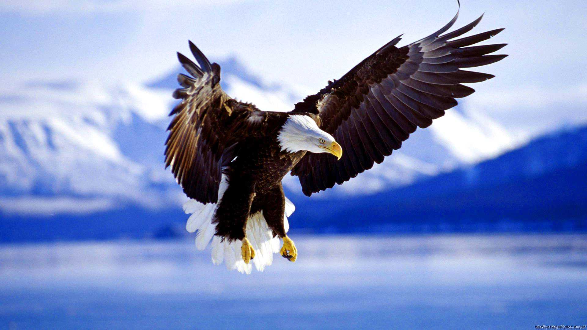 Eagle Desktop Wallpapers