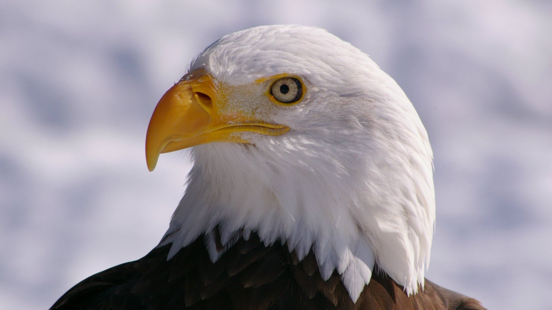 Eagle Desktop Wallpapers