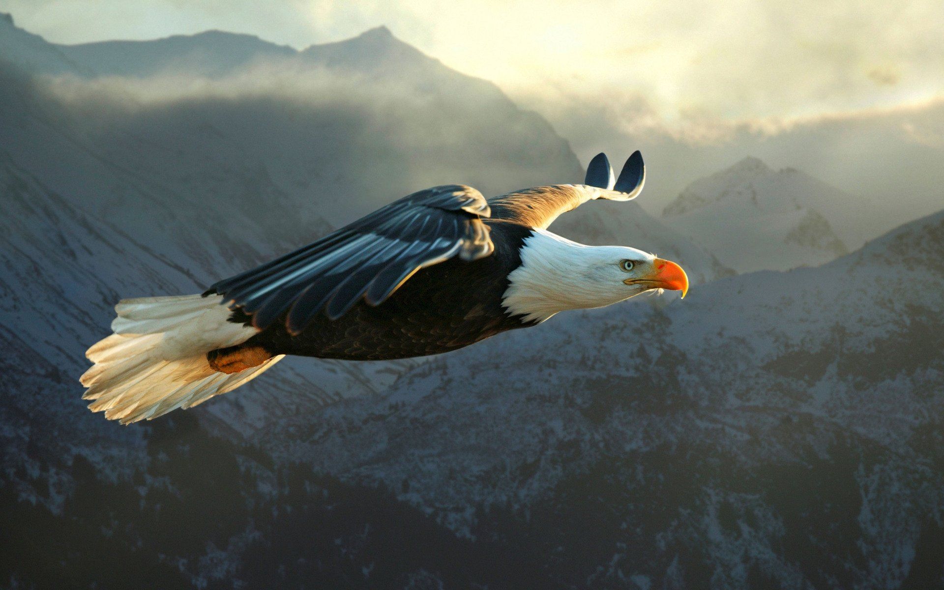 Eagle Flying Wallpapers