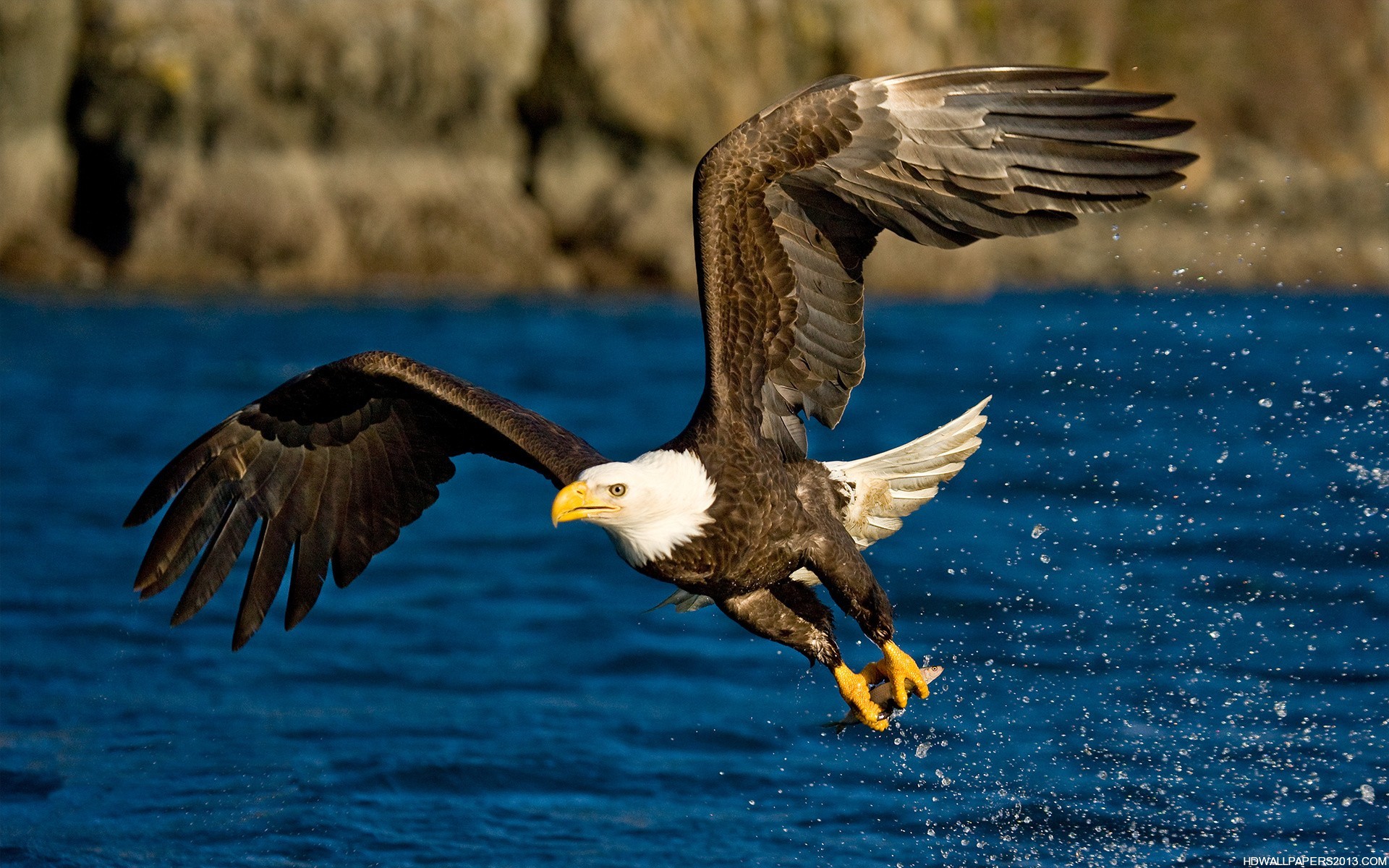 Eagle Flying Wallpapers