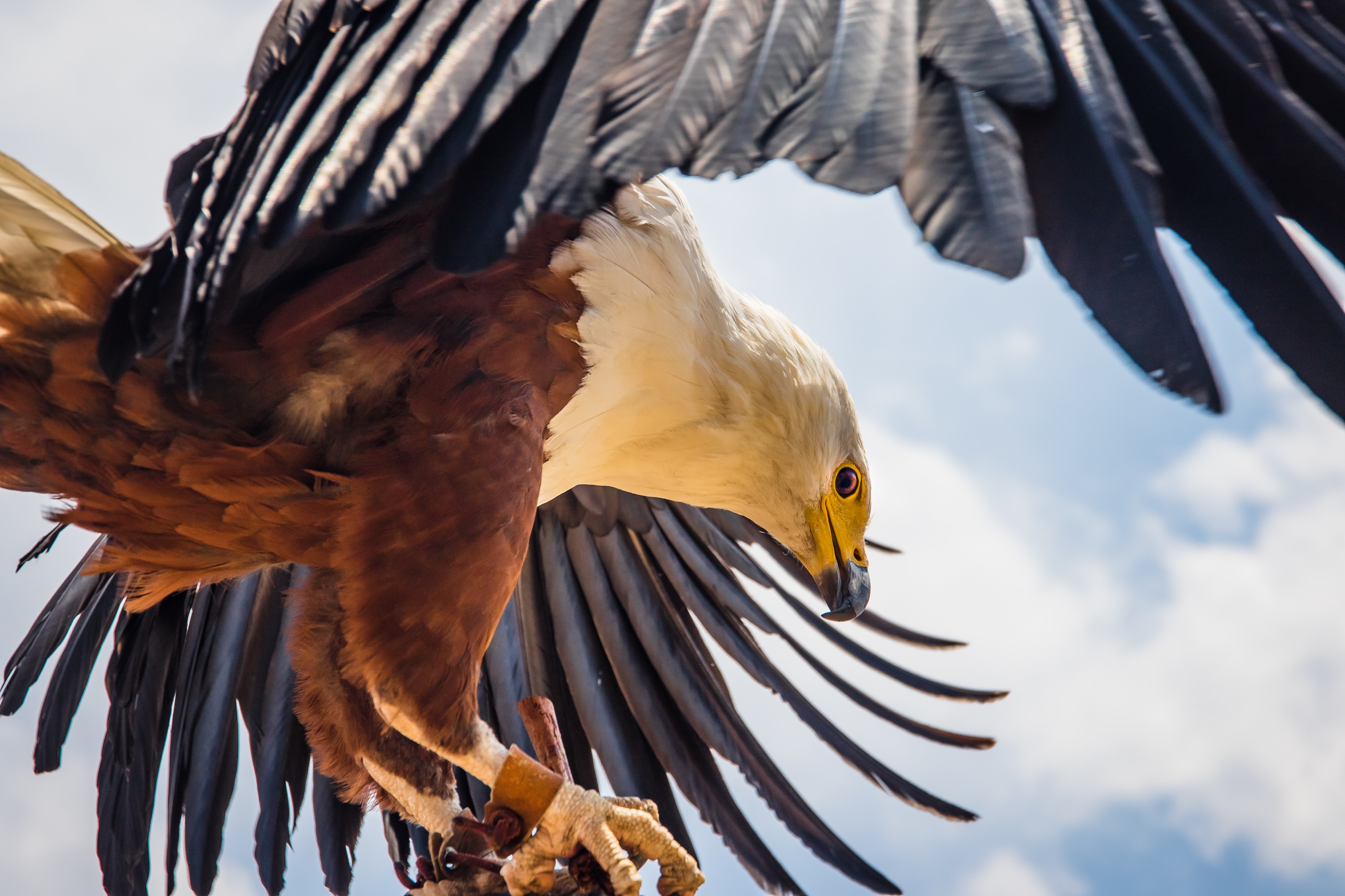 Eagle Flying Wallpapers