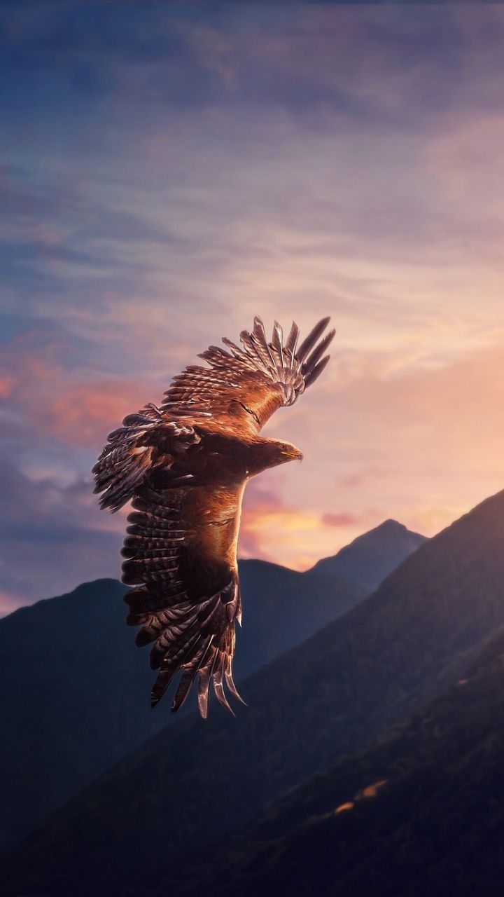 Eagle Flying Wallpapers