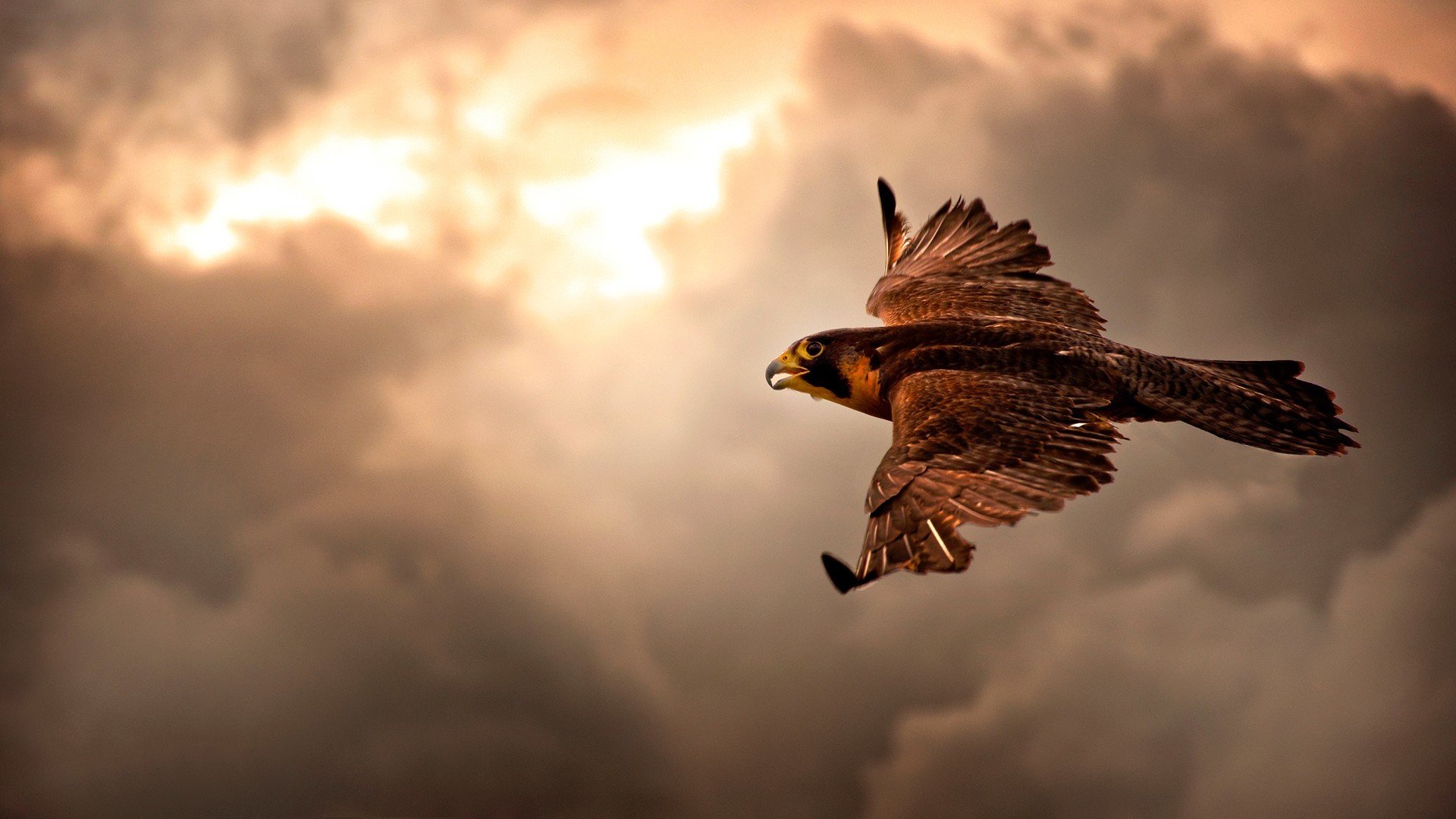 Eagle Flying Wallpapers