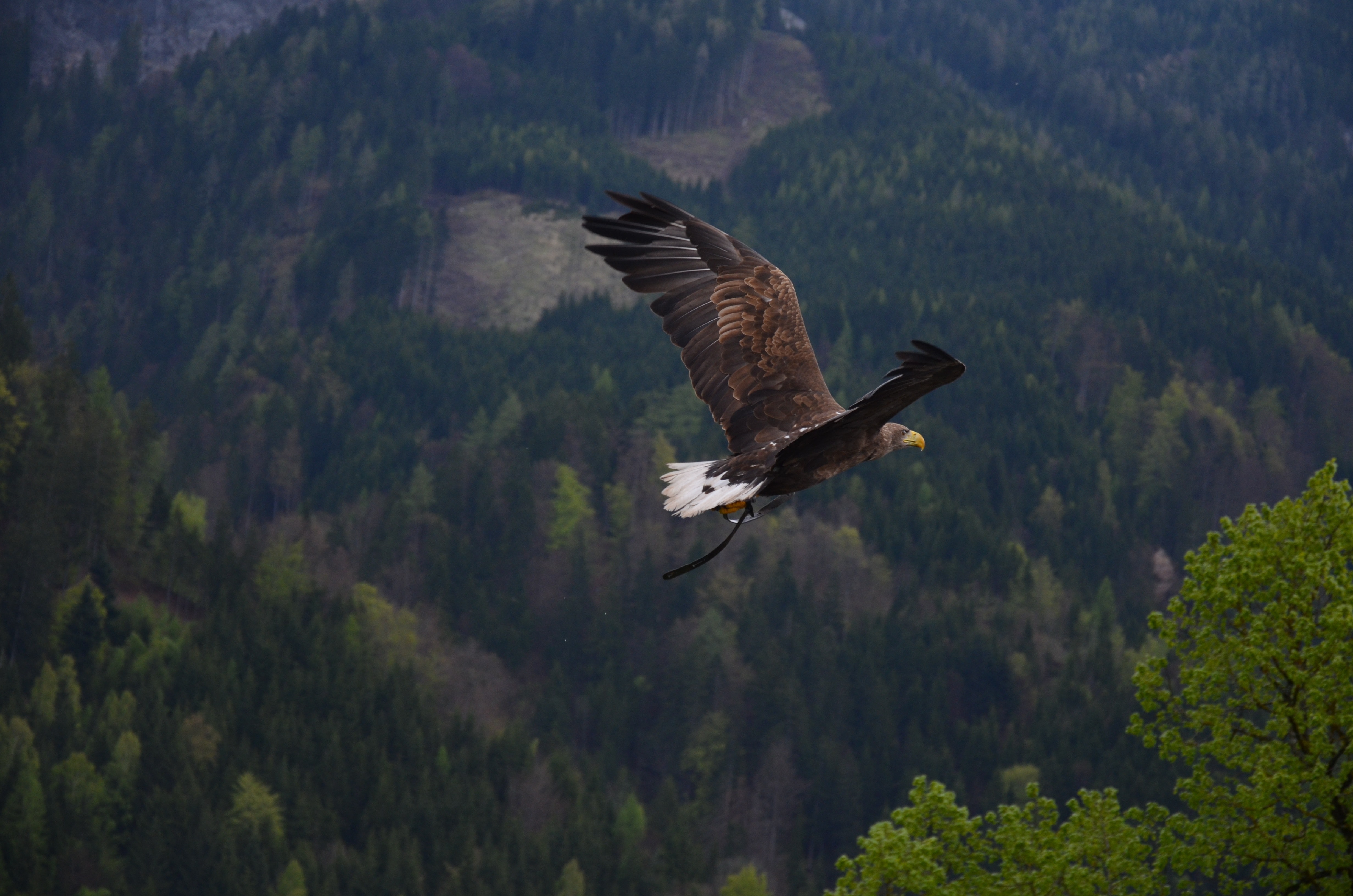 Eagle Flying Wallpapers