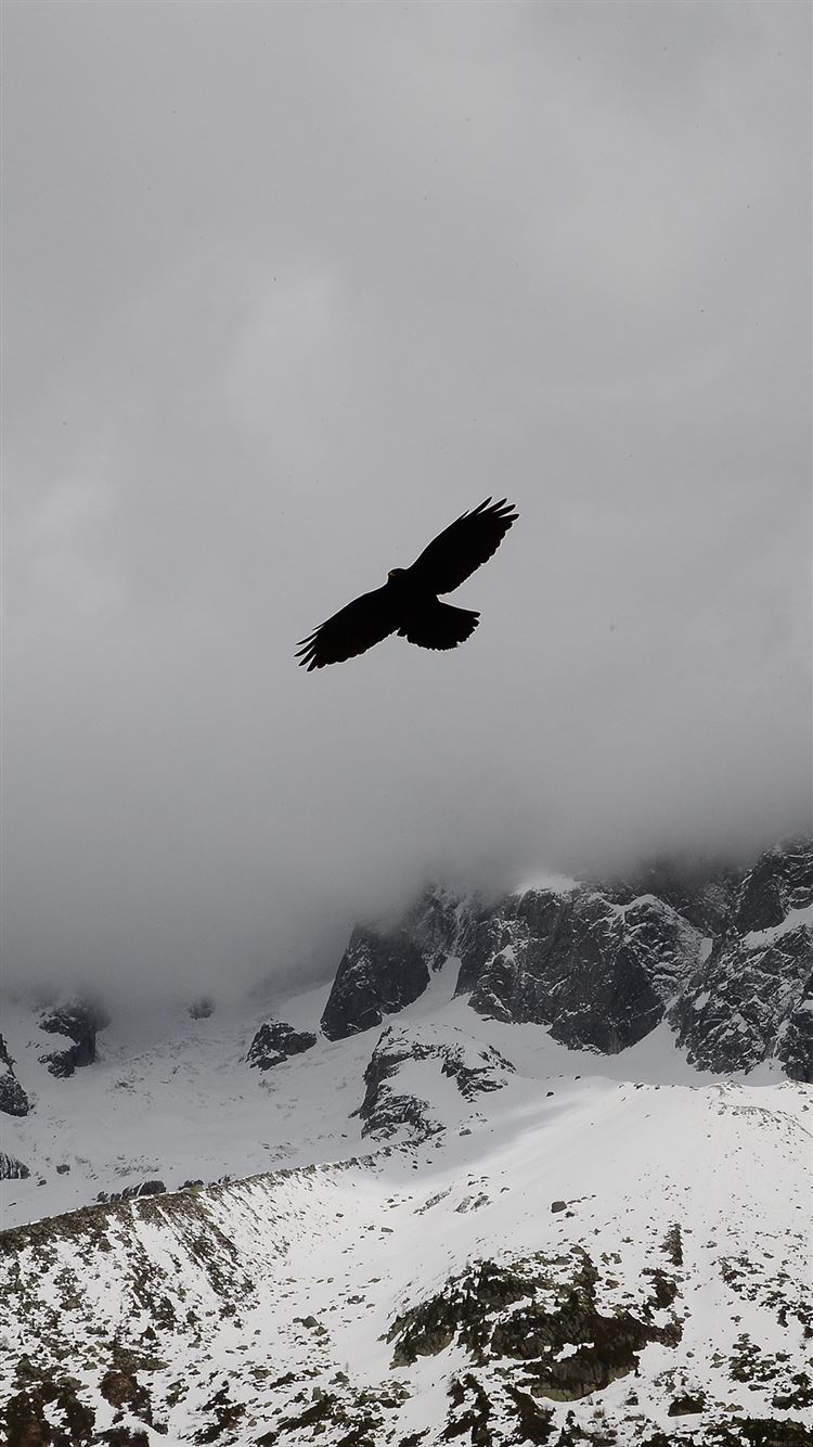 Eagle Flying Wallpapers