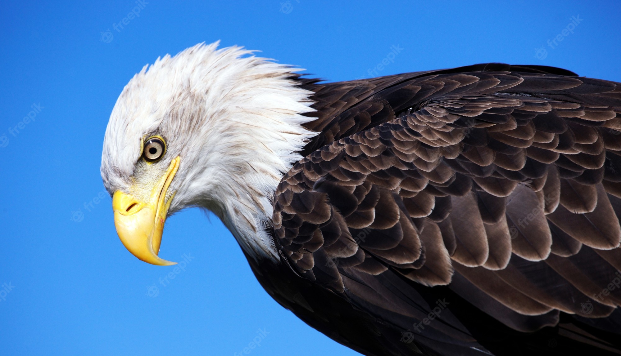 Eagle Flying Wallpapers