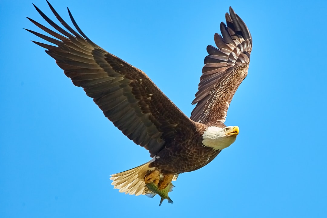 Eagle Hd Wallpapers