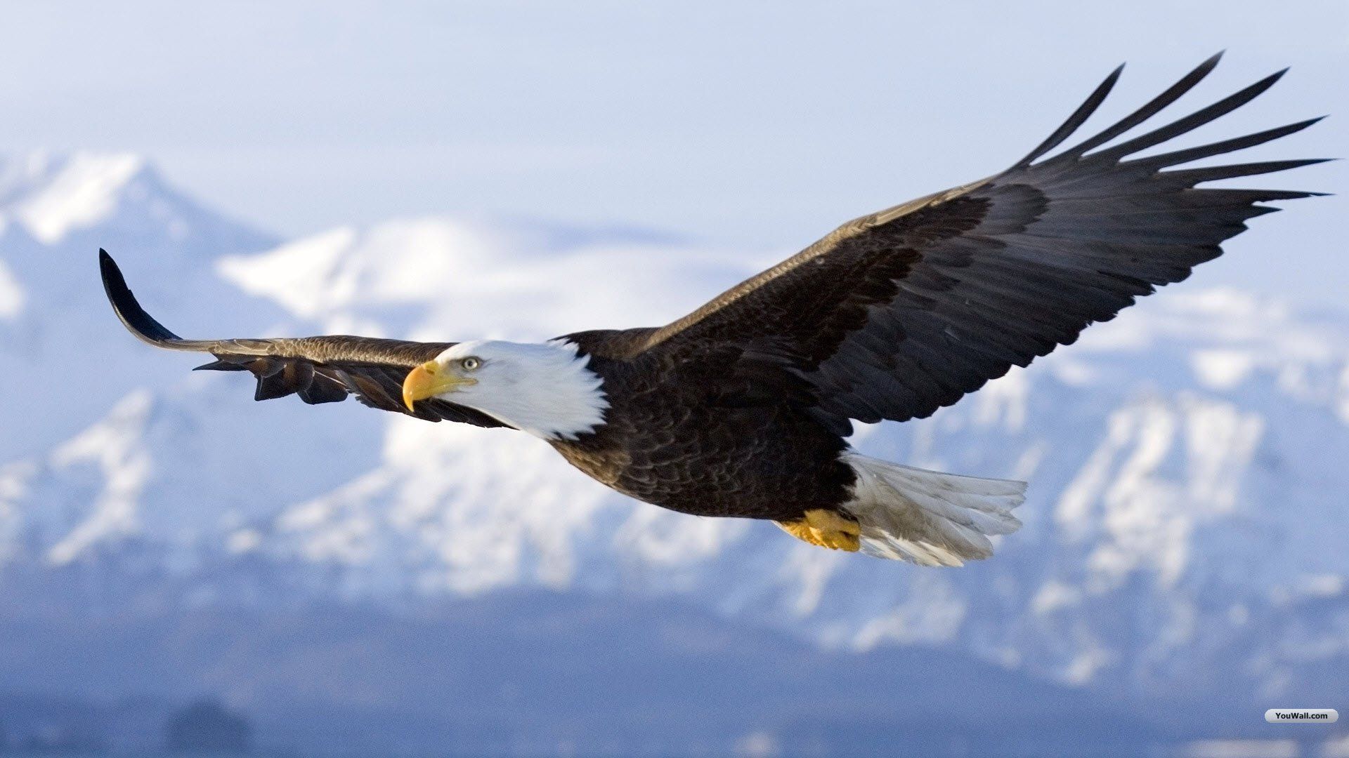 Eagle Hd Wallpapers