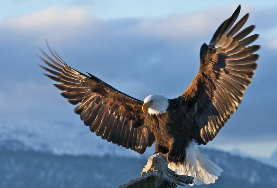 Eagle Hd Wallpapers