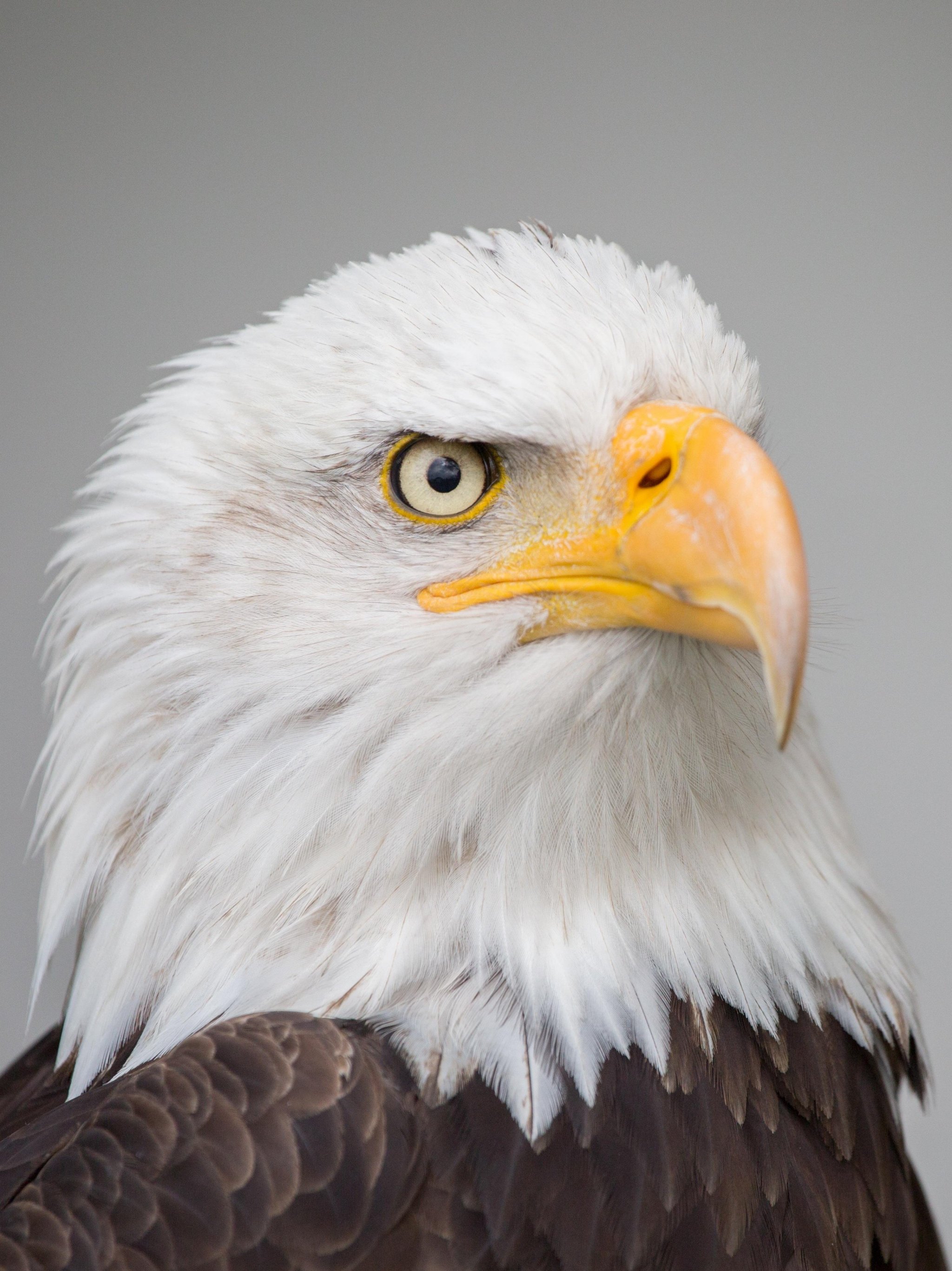 Eagle Hd Wallpapers