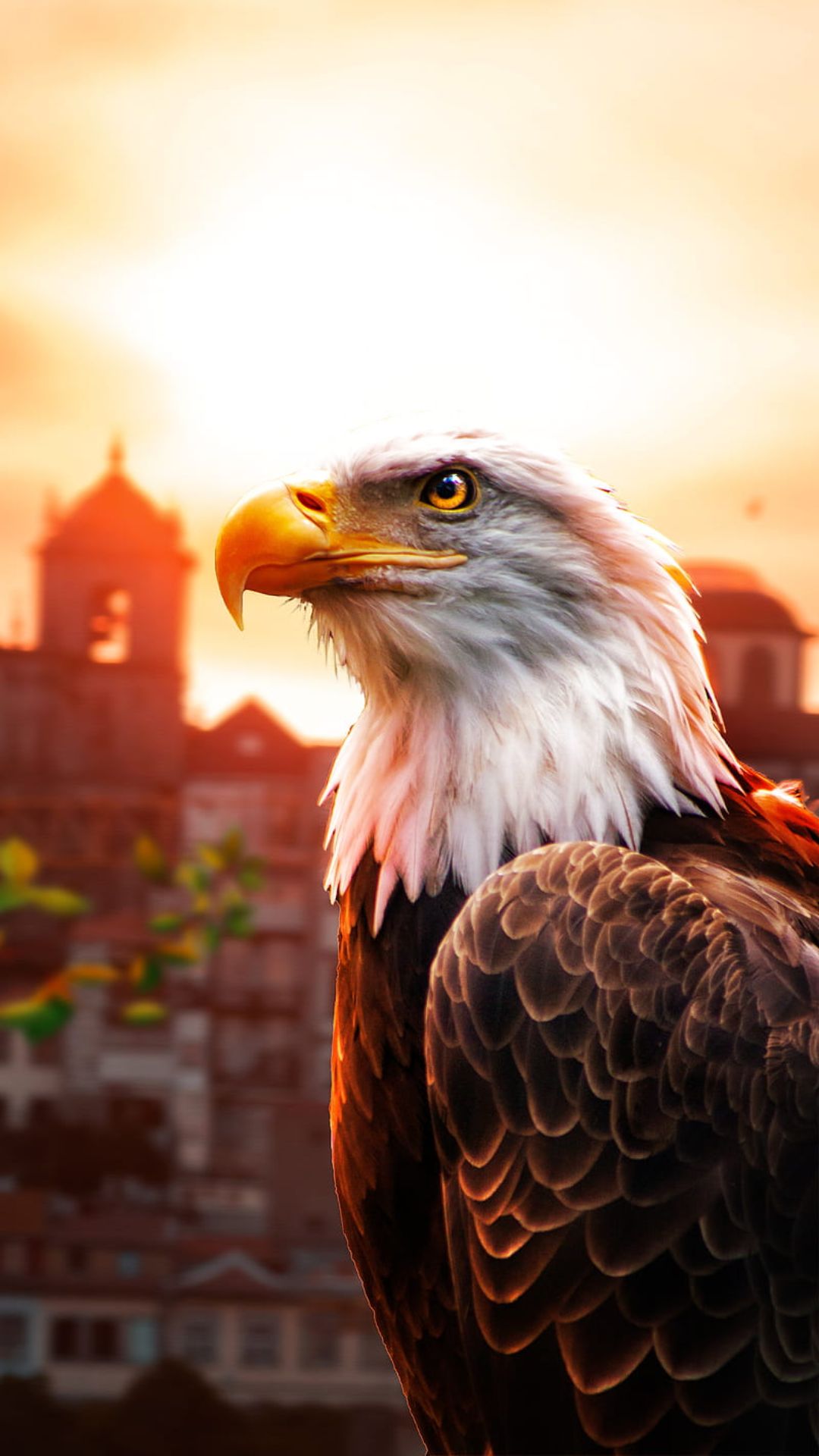 Eagle Hd Wallpapers