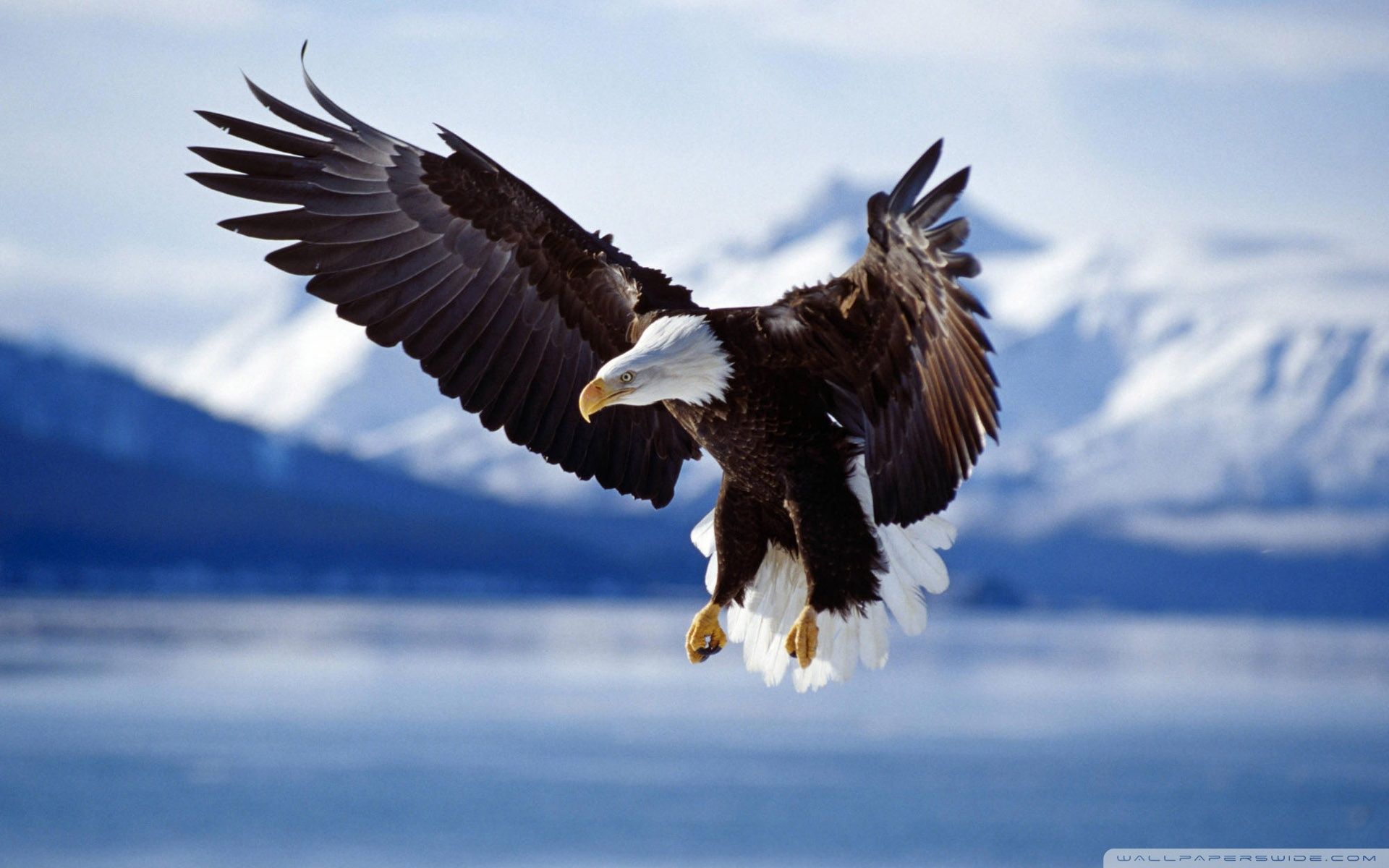 Eagle Hd Wallpapers