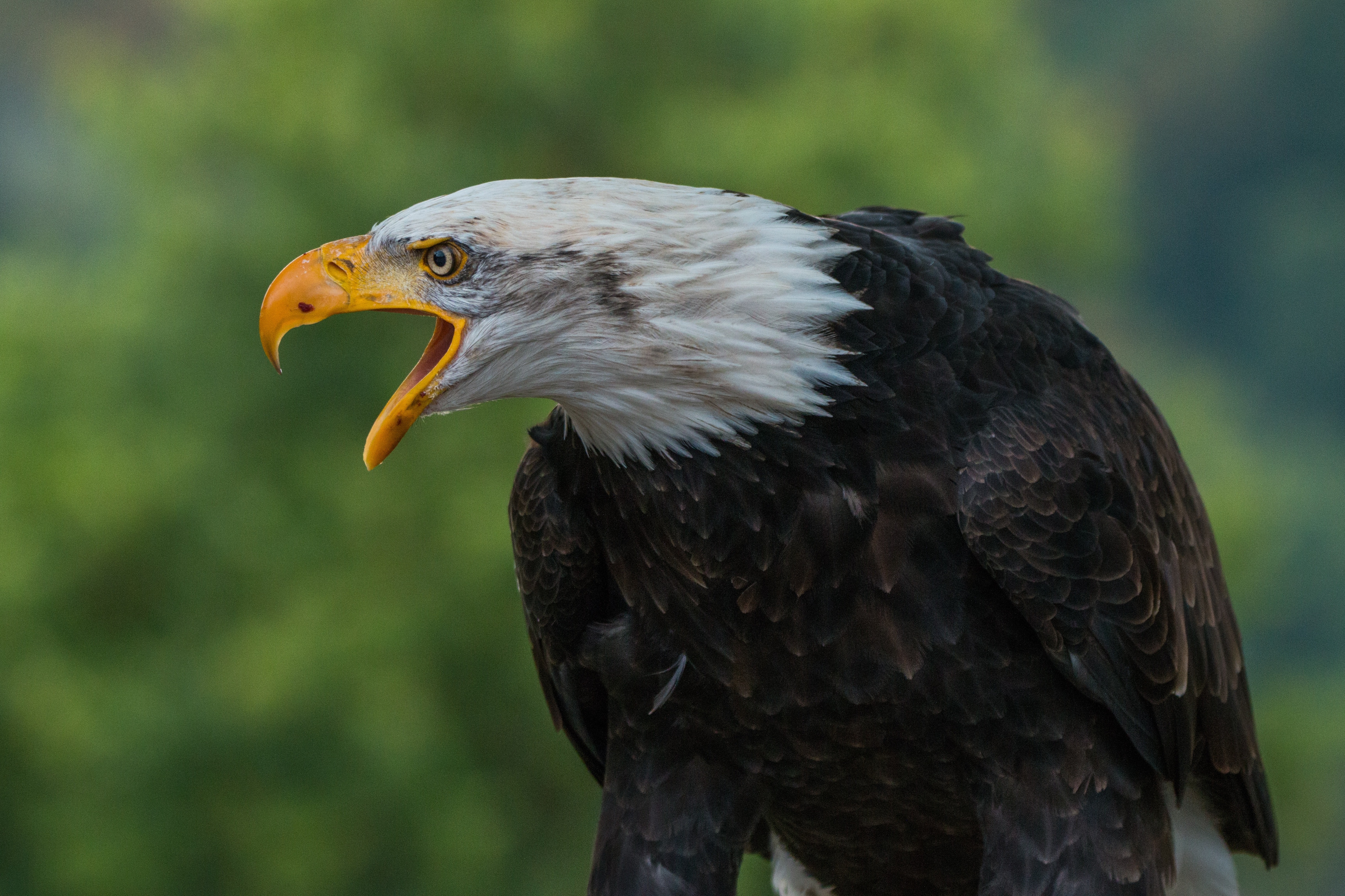 Eagle Hd Wallpapers