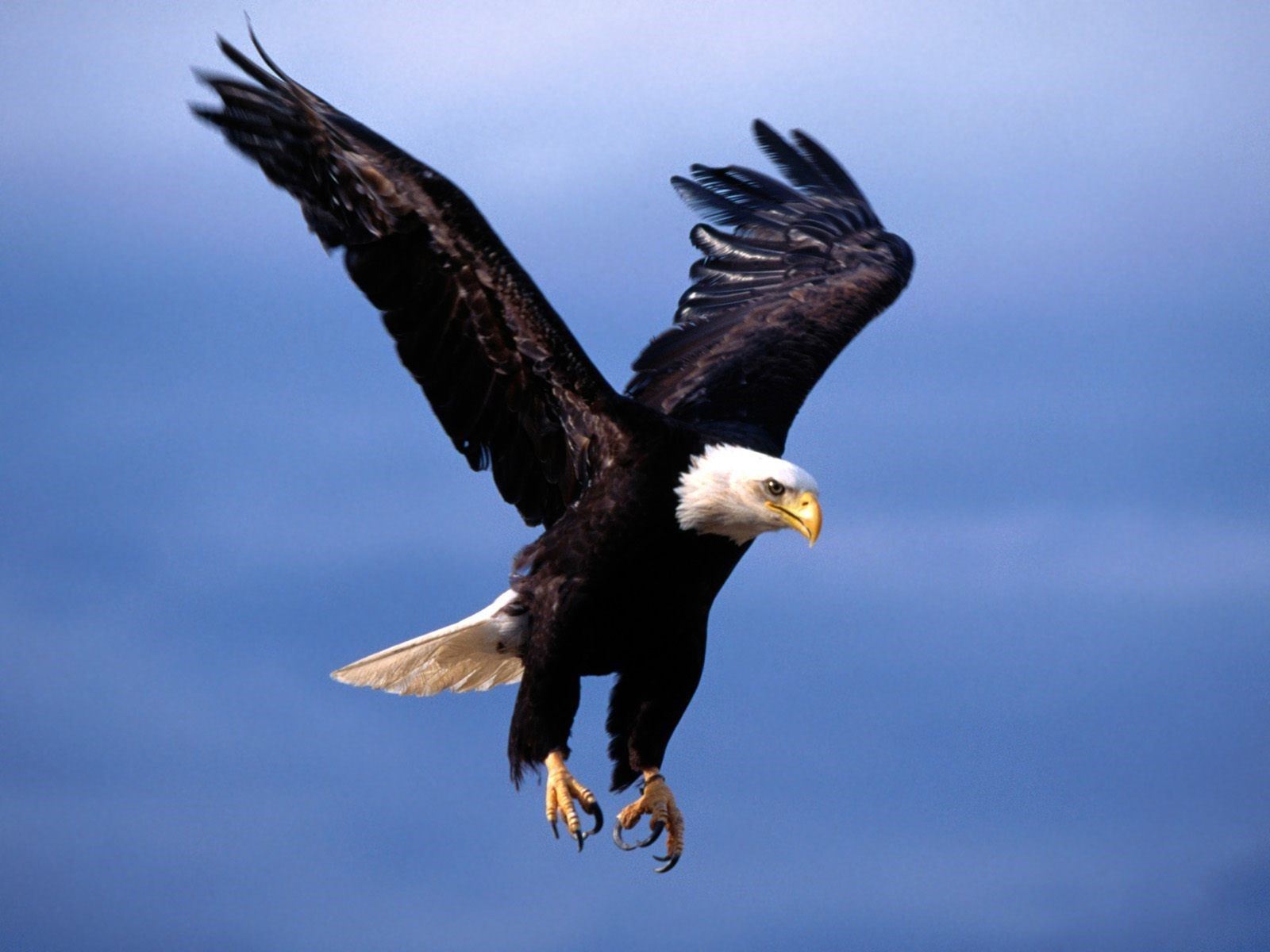 Eagle Hd Wallpapers