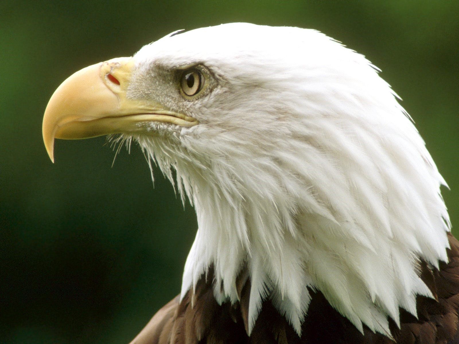 Eagle Hd Wallpapers