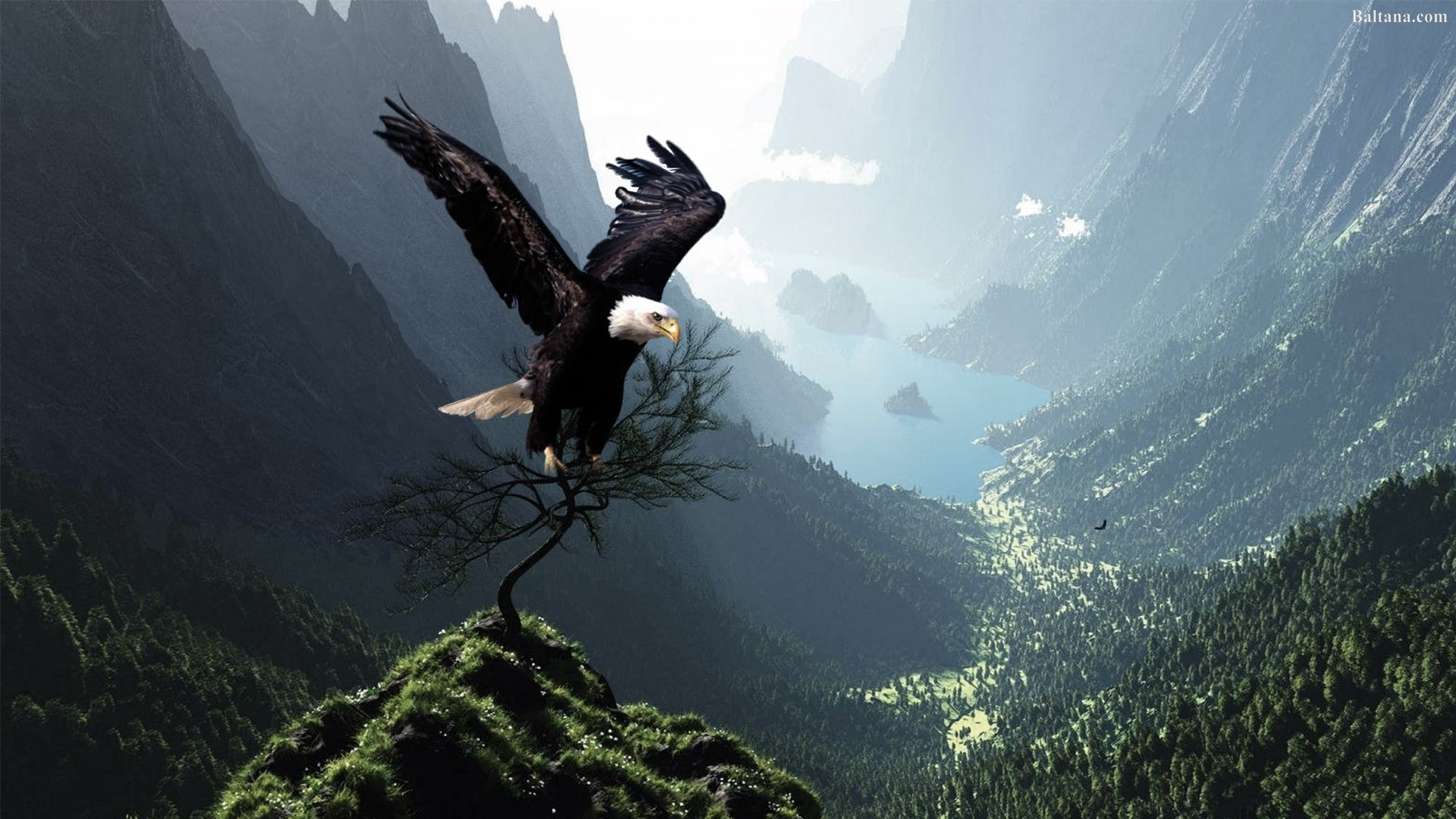 Eagle Hd Wallpapers