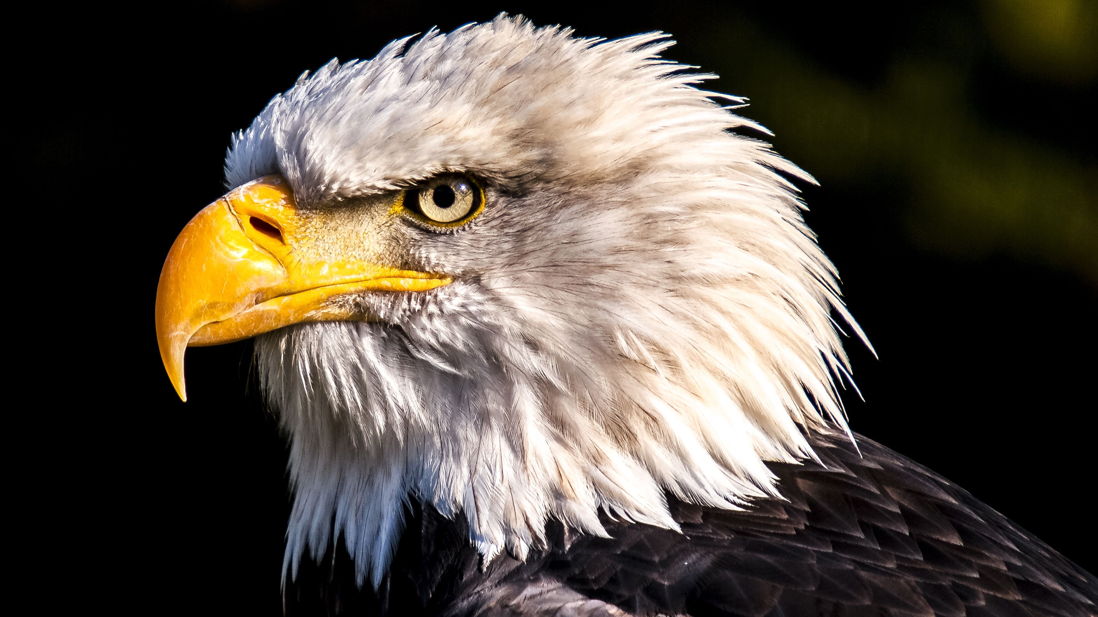 Eagle 4K Wallpapers