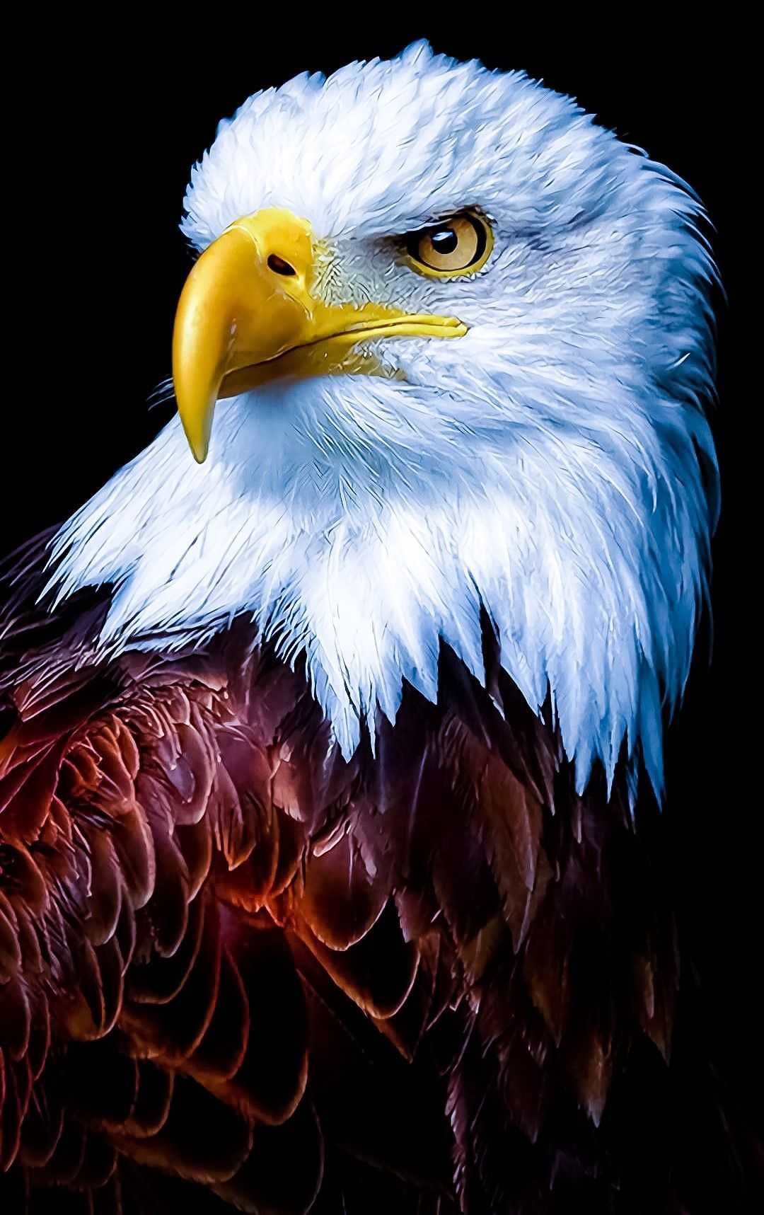 Eagle 4K Wallpapers